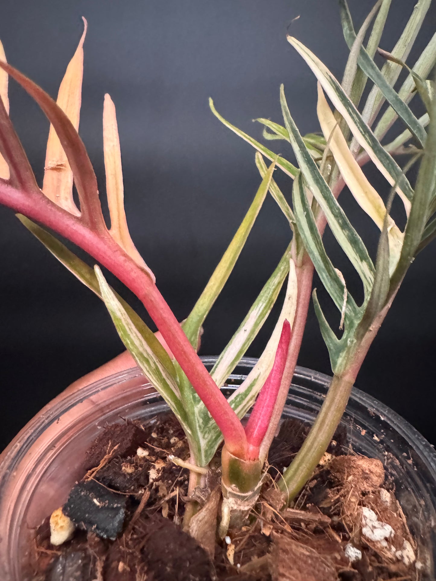 Variegated Pink Tortum 🪴🦄