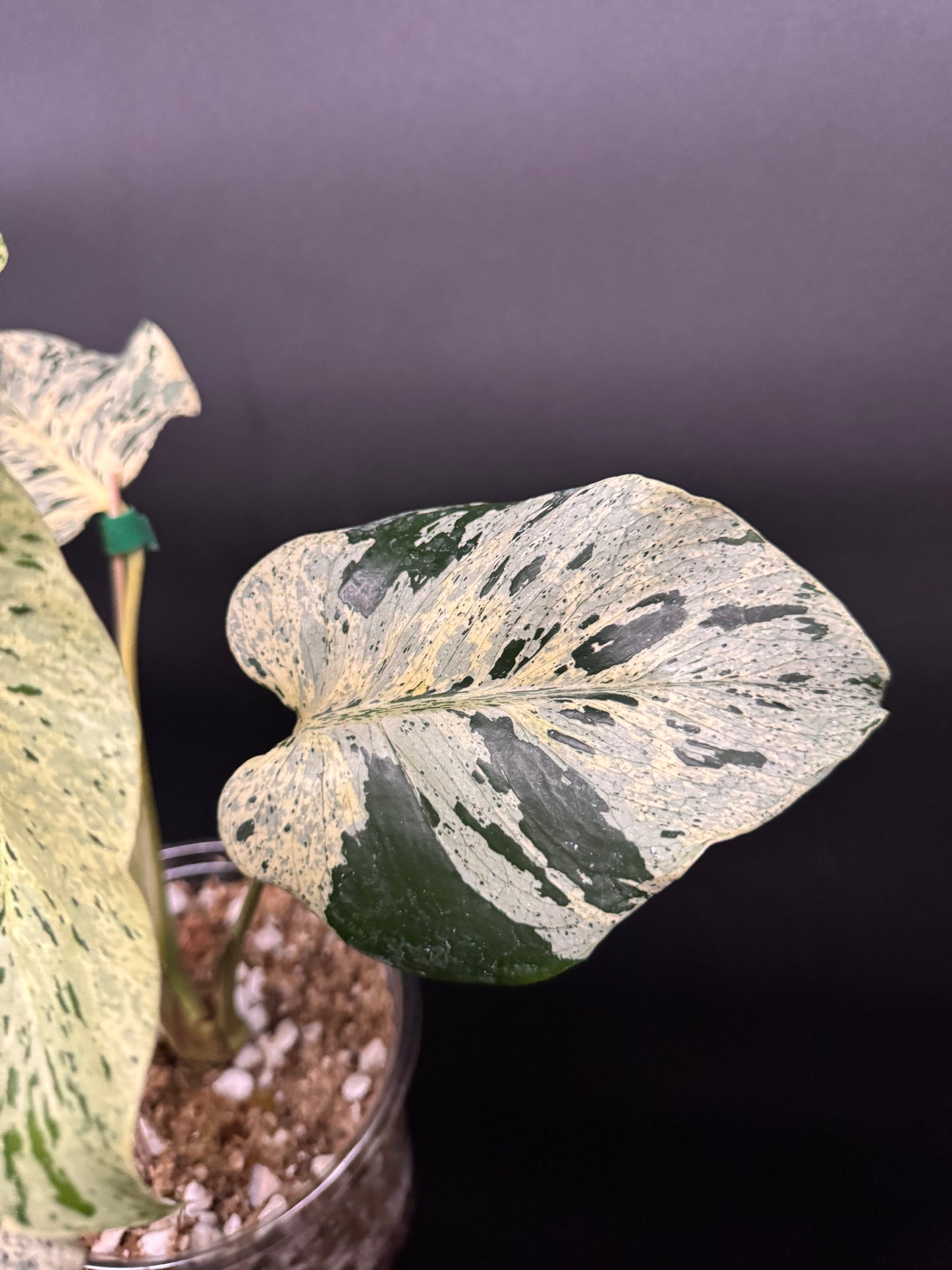 Variegated Monstera Bulbasaur πͺ΄π¦
