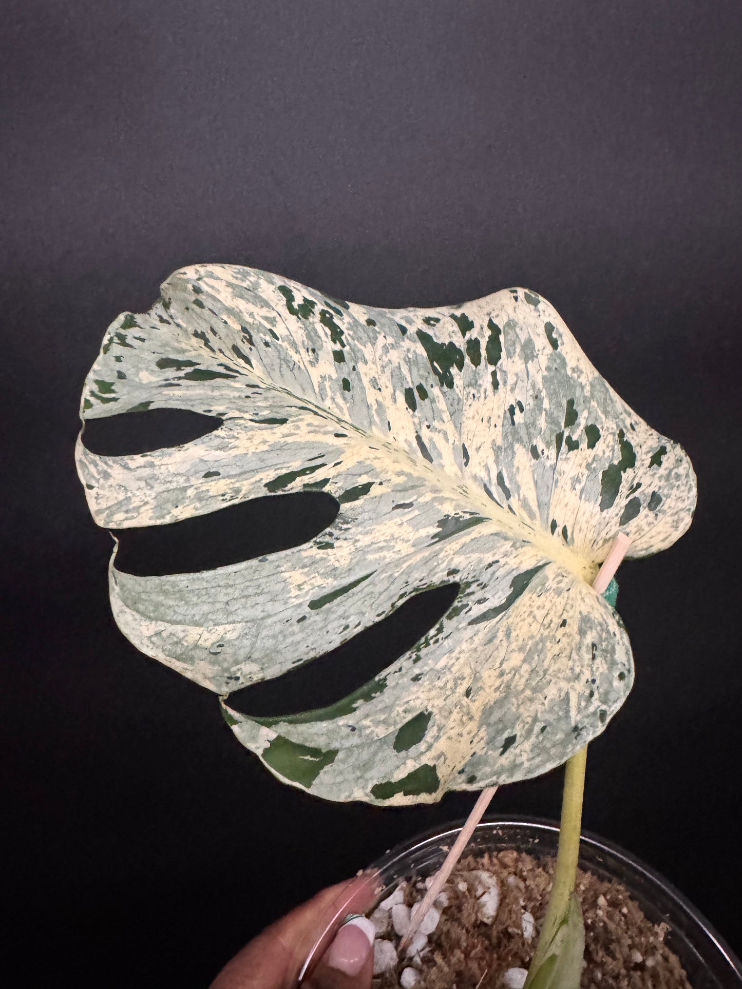 Variegated Monstera Bulbasaur πͺ΄π¦