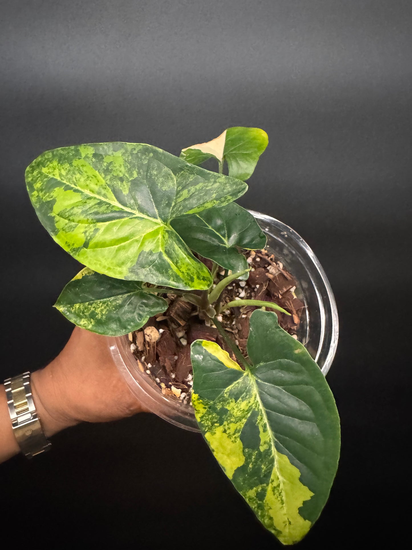 Highly Variegated Syngonium Aurea