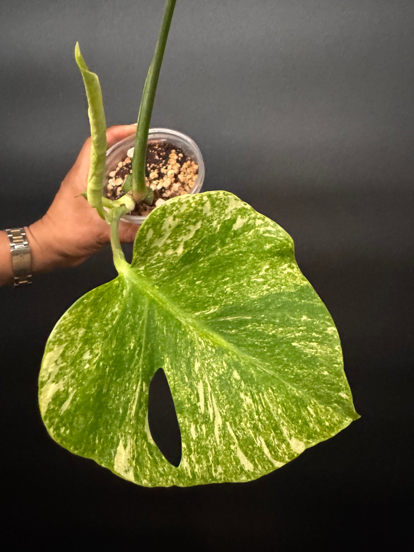 Variegated Monstera Mint Large form