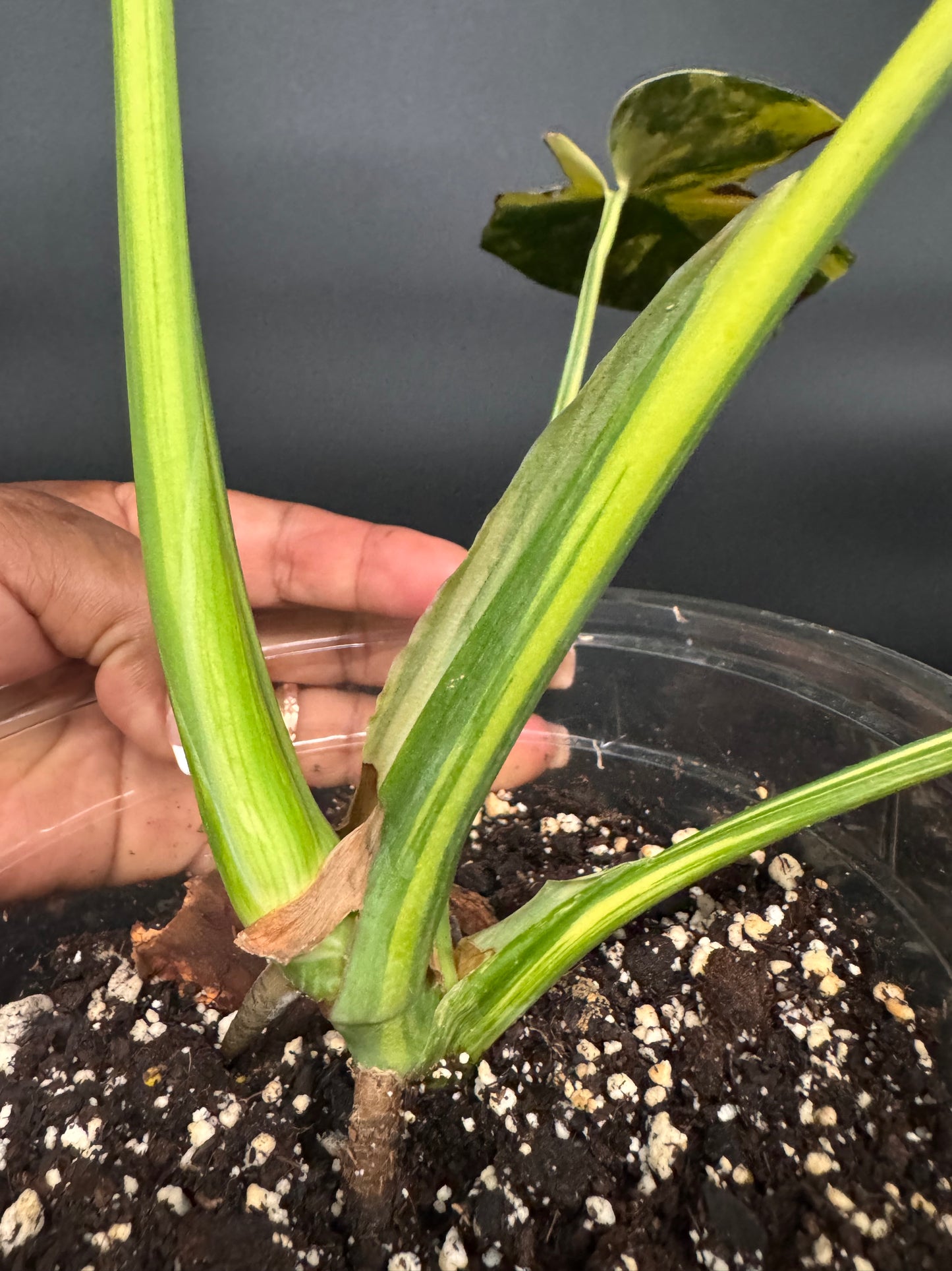 Variegated Monstera deliciosa Aurea Large Form