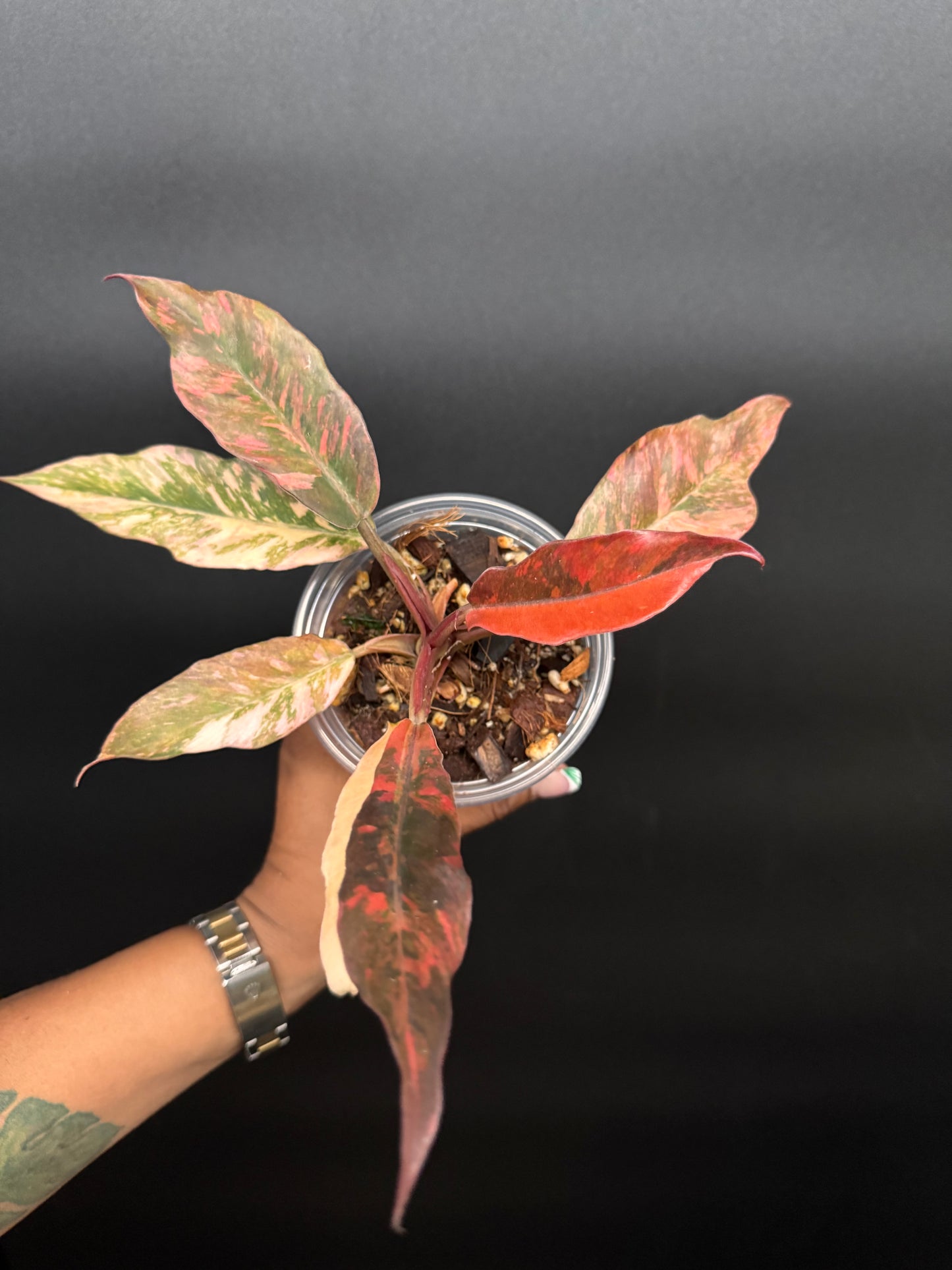 Super rare fire tiger philodendron