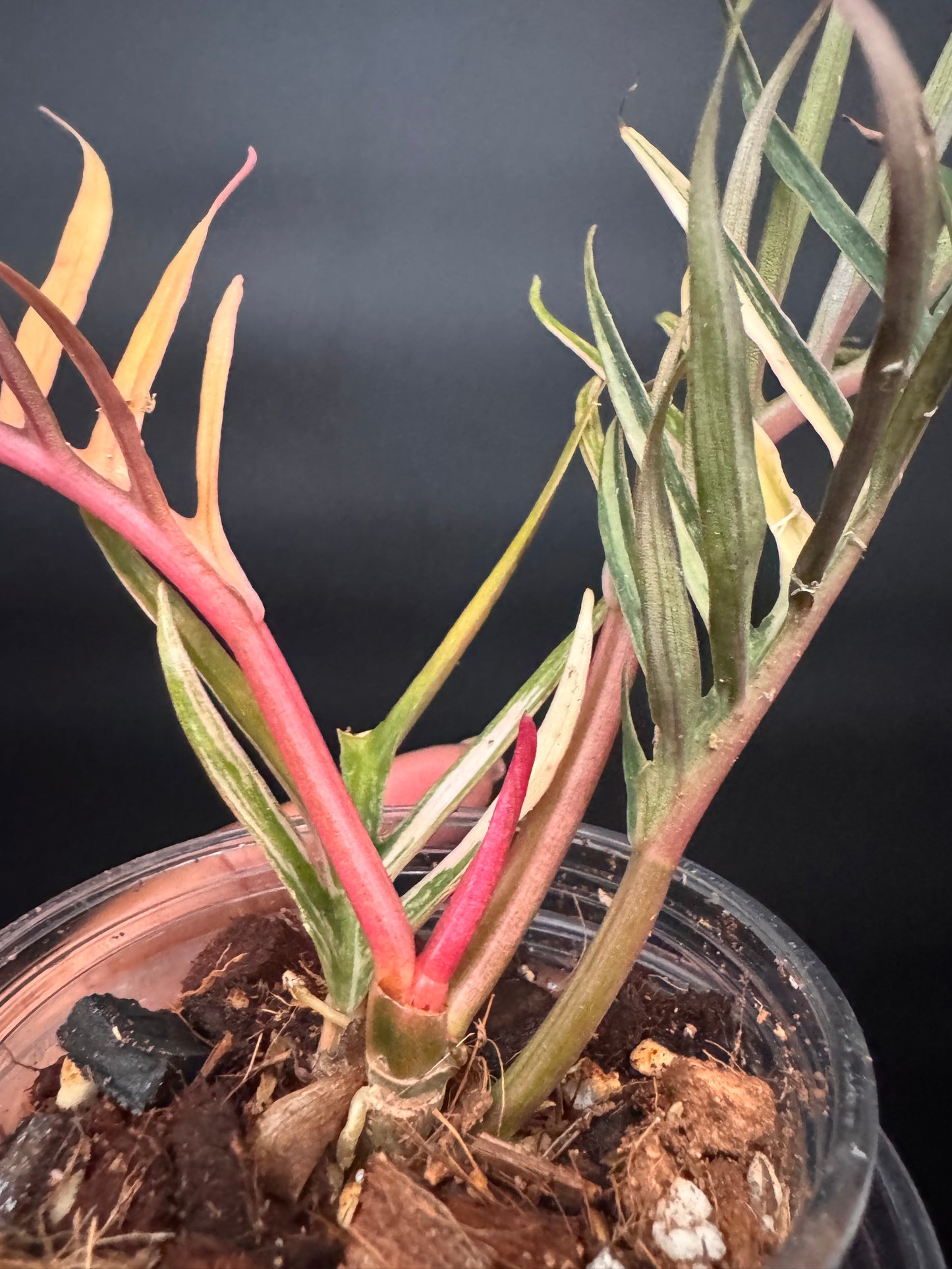 Variegated Pink Tortum 🪴🦄