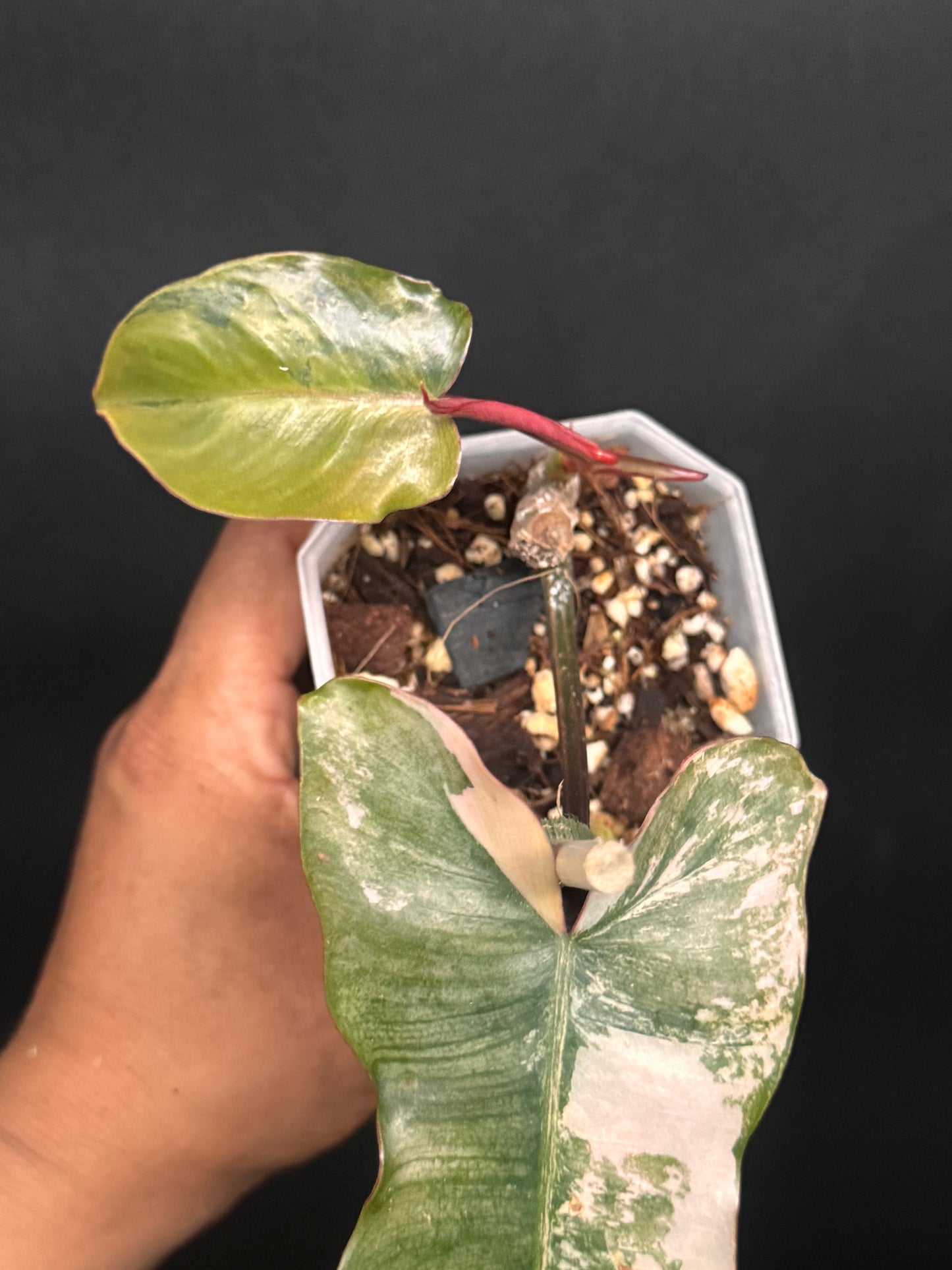 🔥🪴🦄🦄Super rare philodendron brown beauty