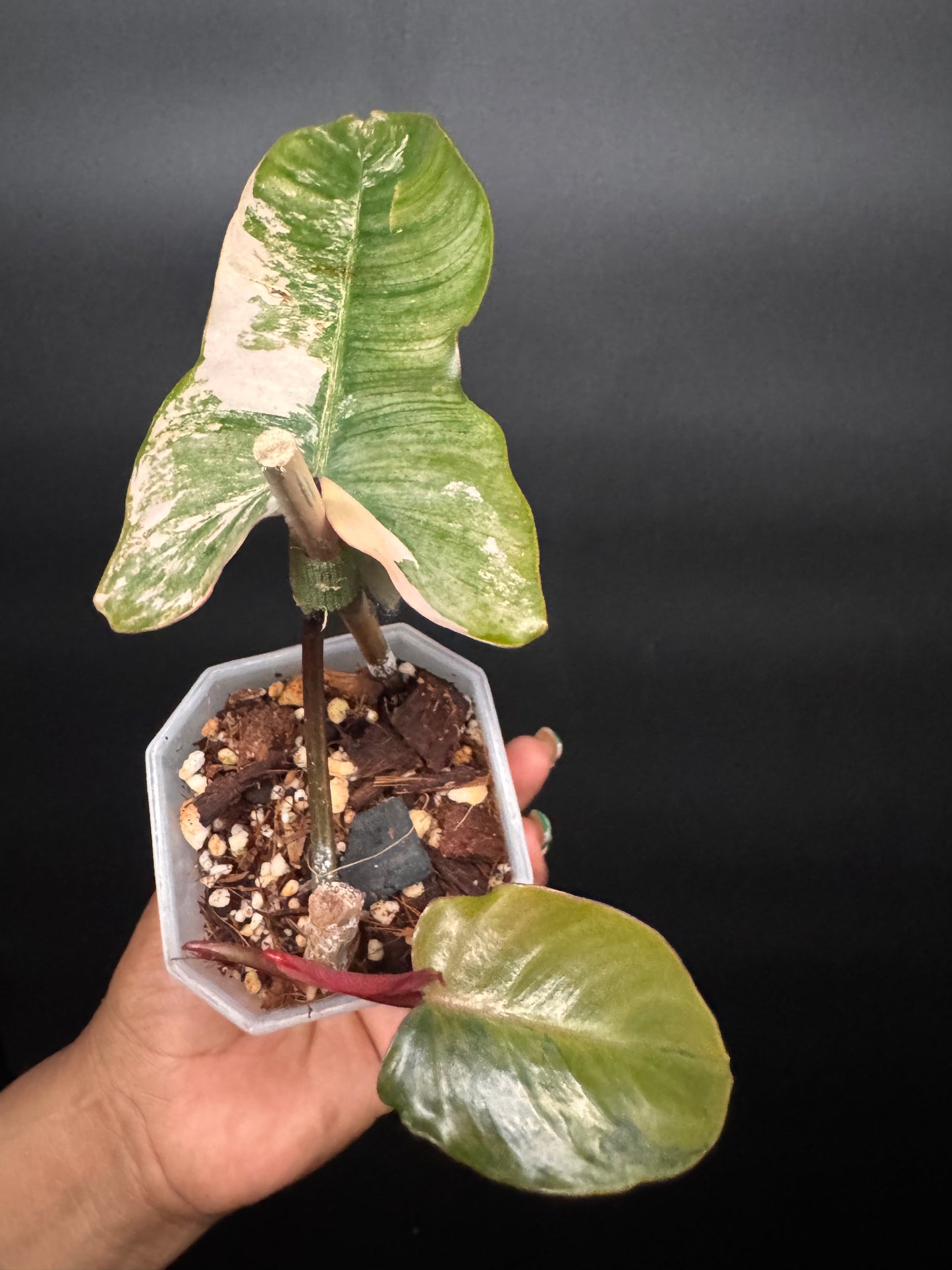 🔥🪴🦄🦄Super rare philodendron brown beauty