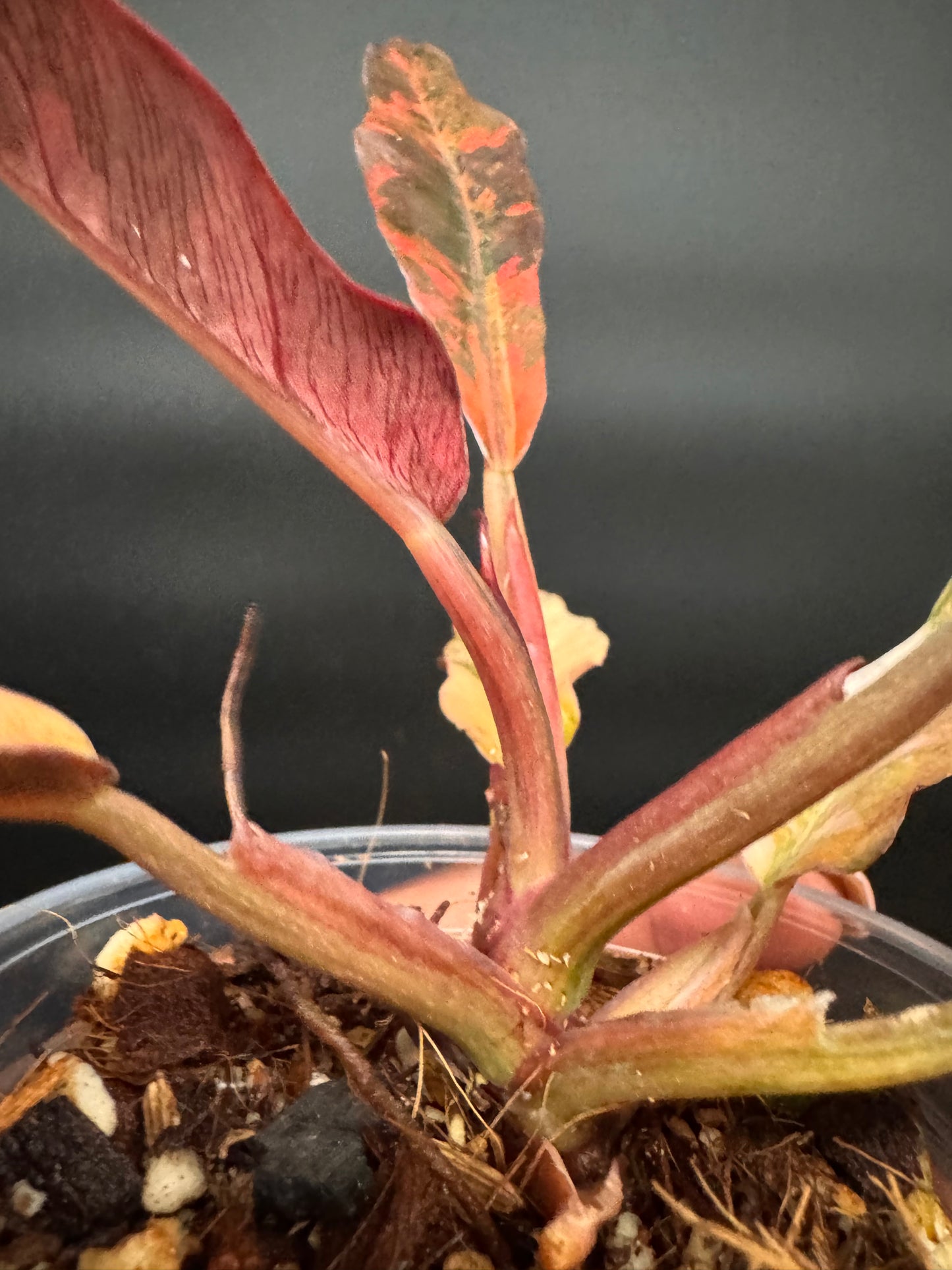 Super rare fire tiger philodendron
