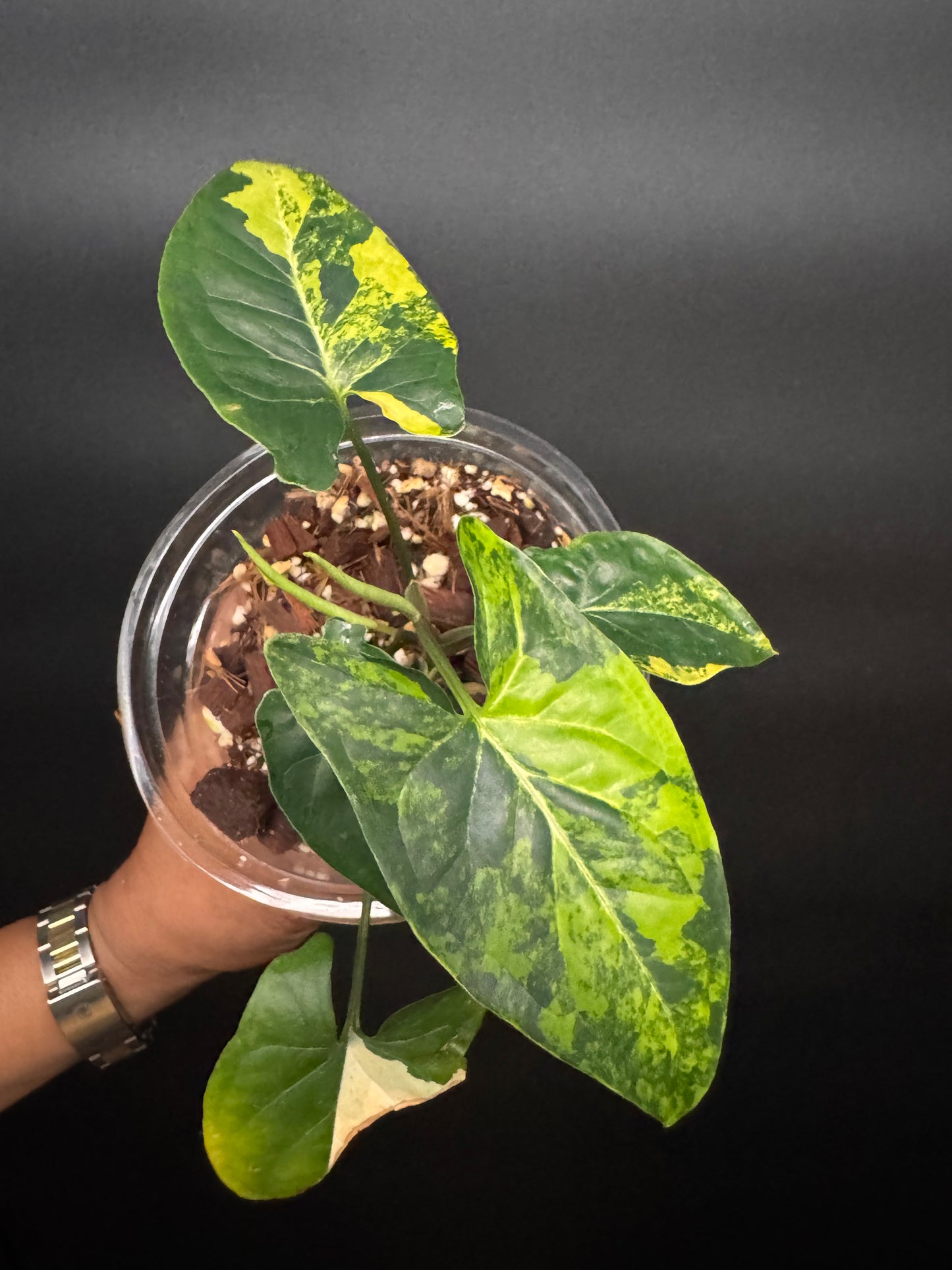 Highly Variegated Syngonium Aurea