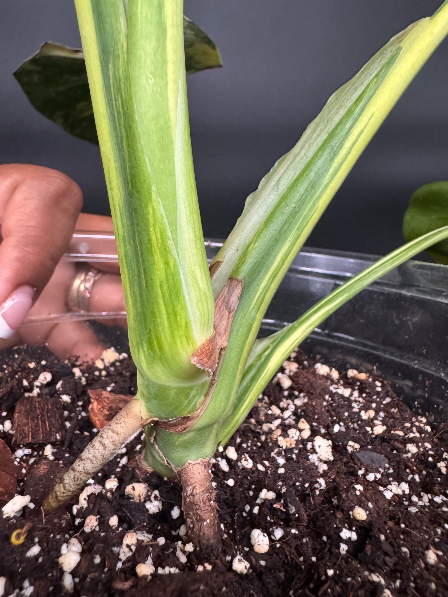 Variegated Monstera deliciosa Aurea Large Form
