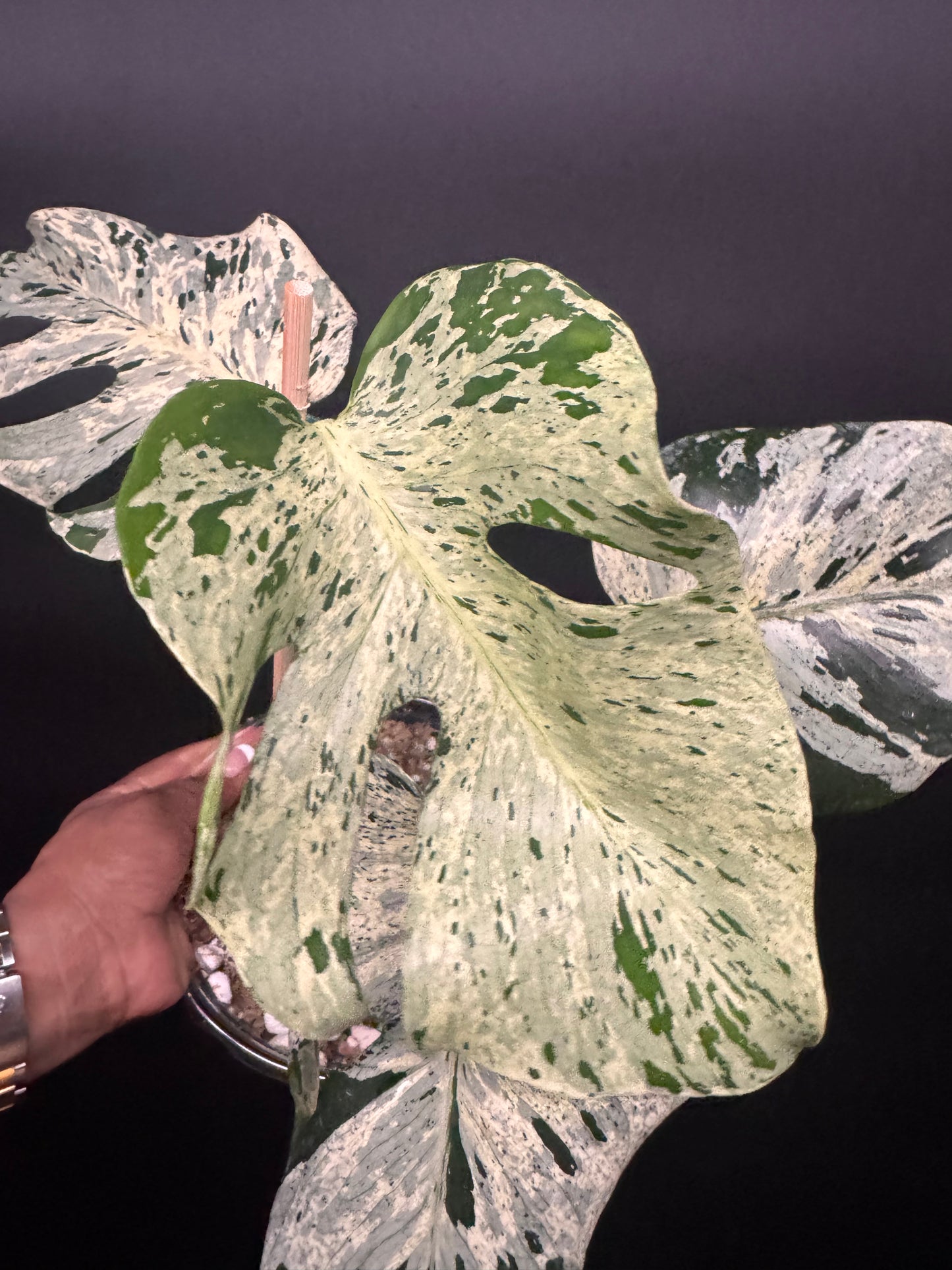 Variegated Monstera Bulbasaur πͺ΄π¦