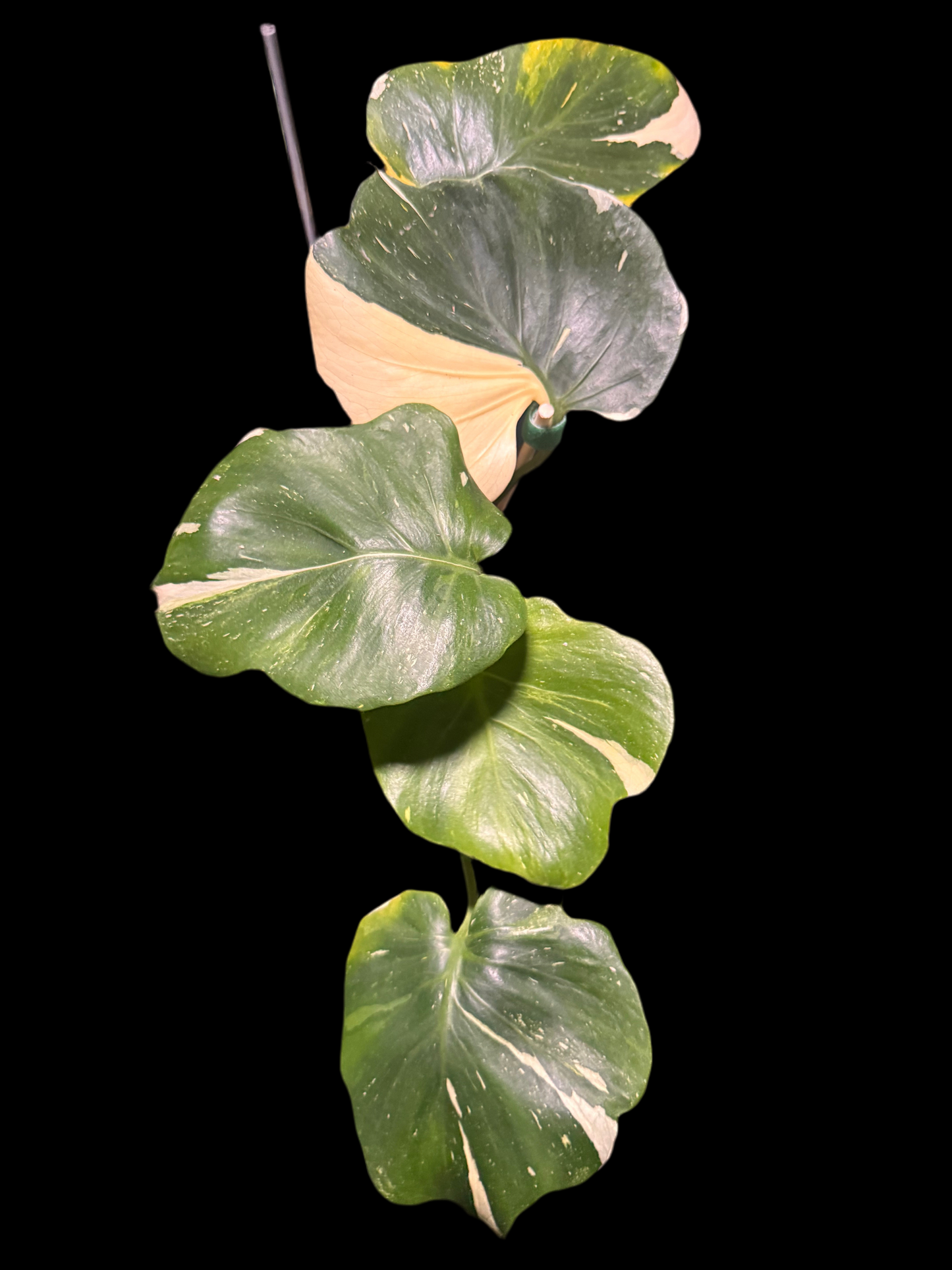Introducing the new Monstera Batman only 1 available in the US🪴🦄