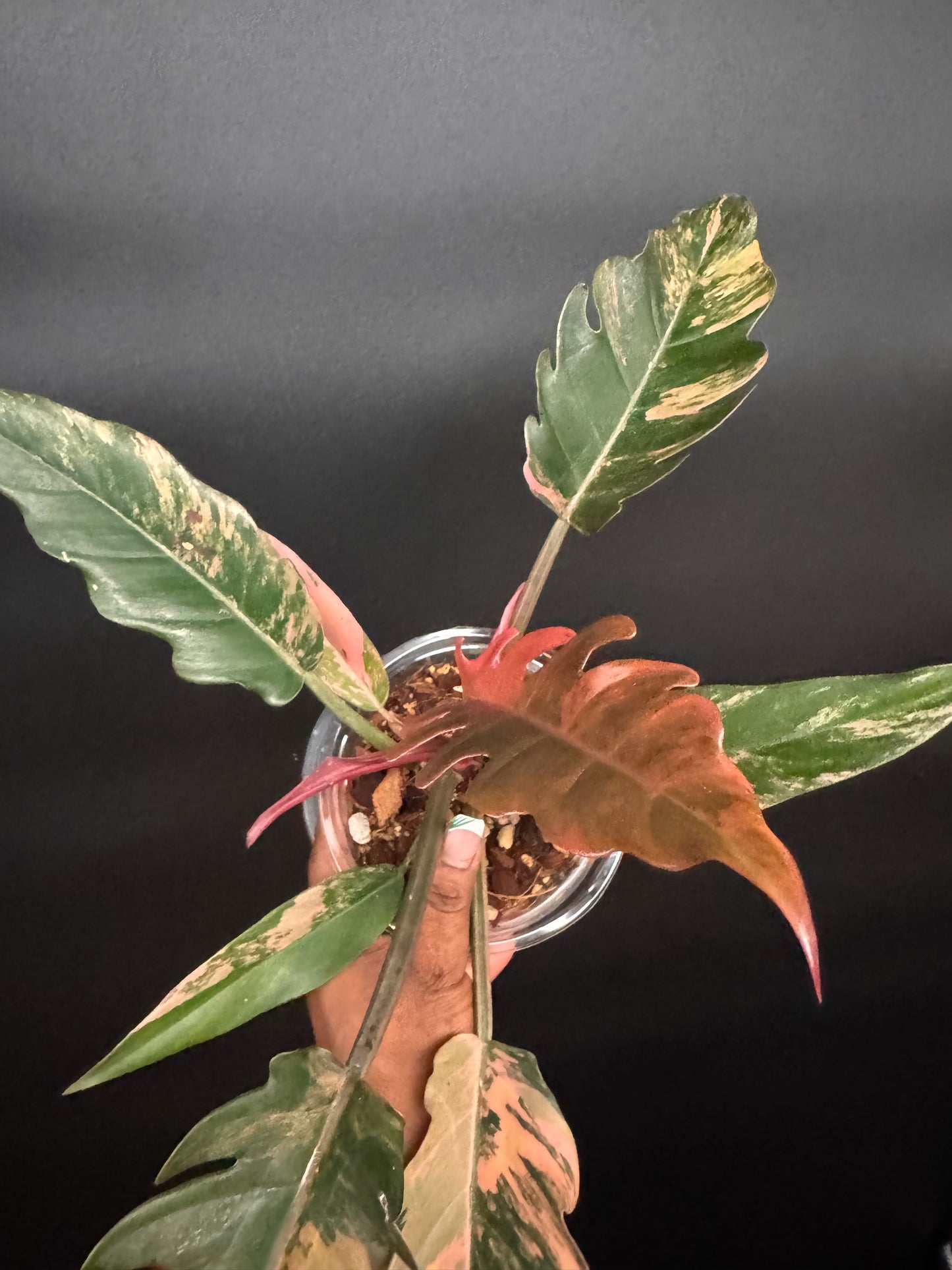 Variegated Caramel Marble