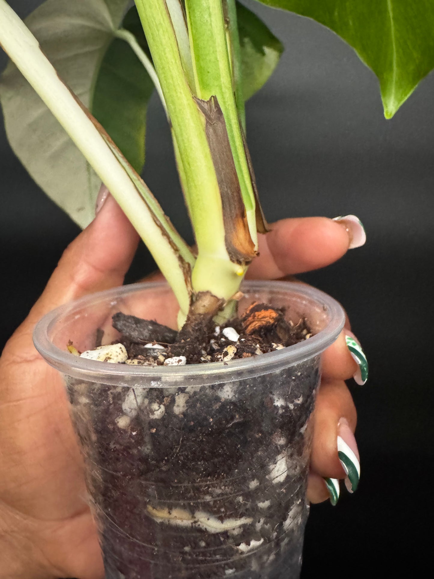 Highly Variegated Monstera Mint Noid