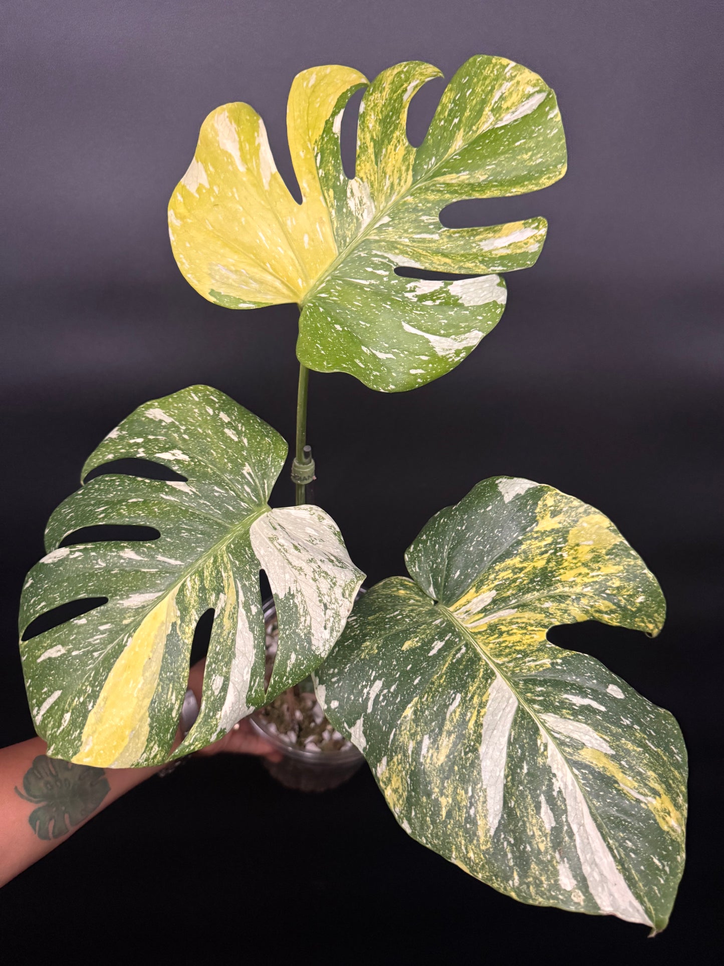 Ultra rare monstera miracle🪴🦄