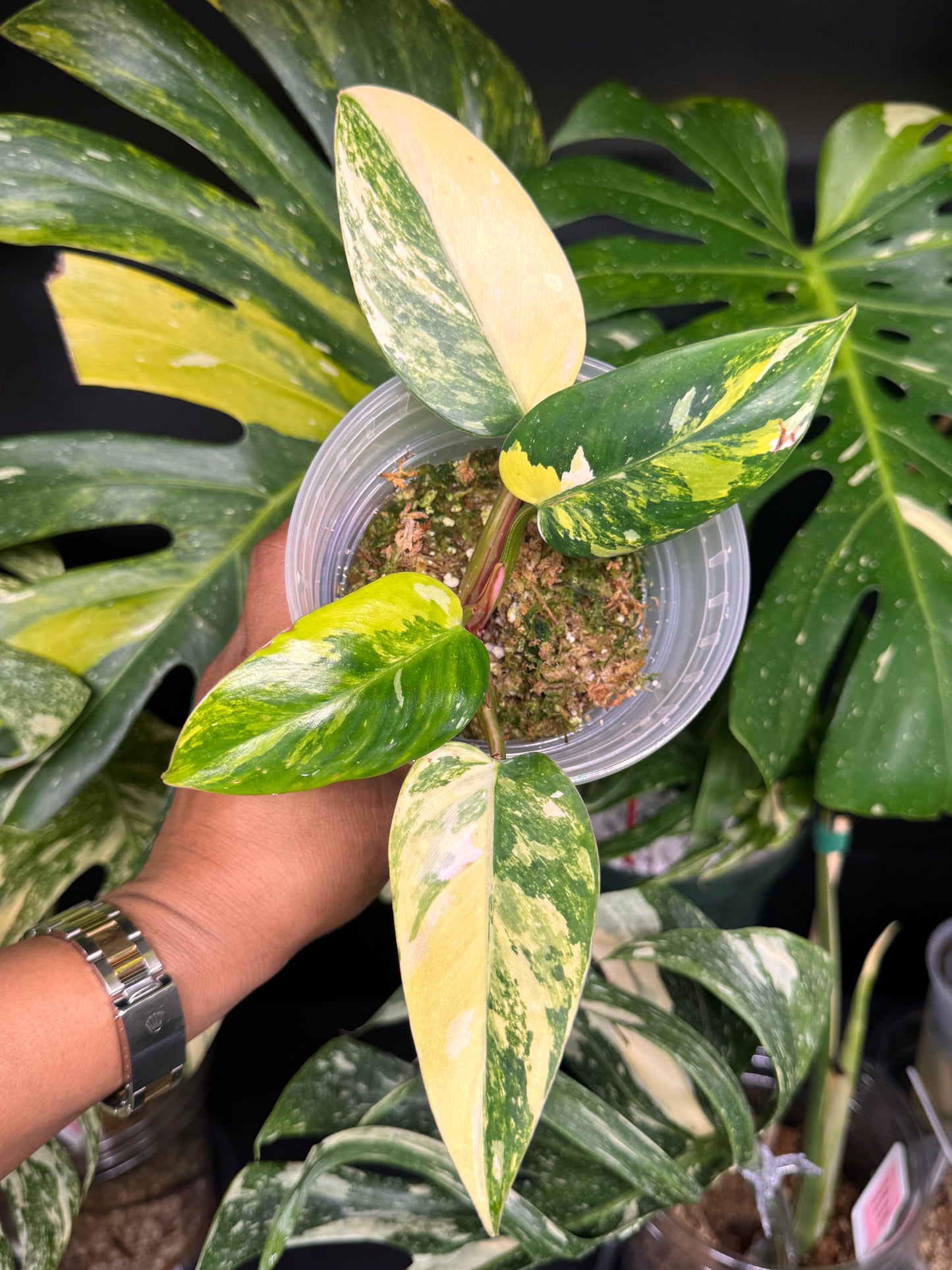 Variegated White Princess Aurea