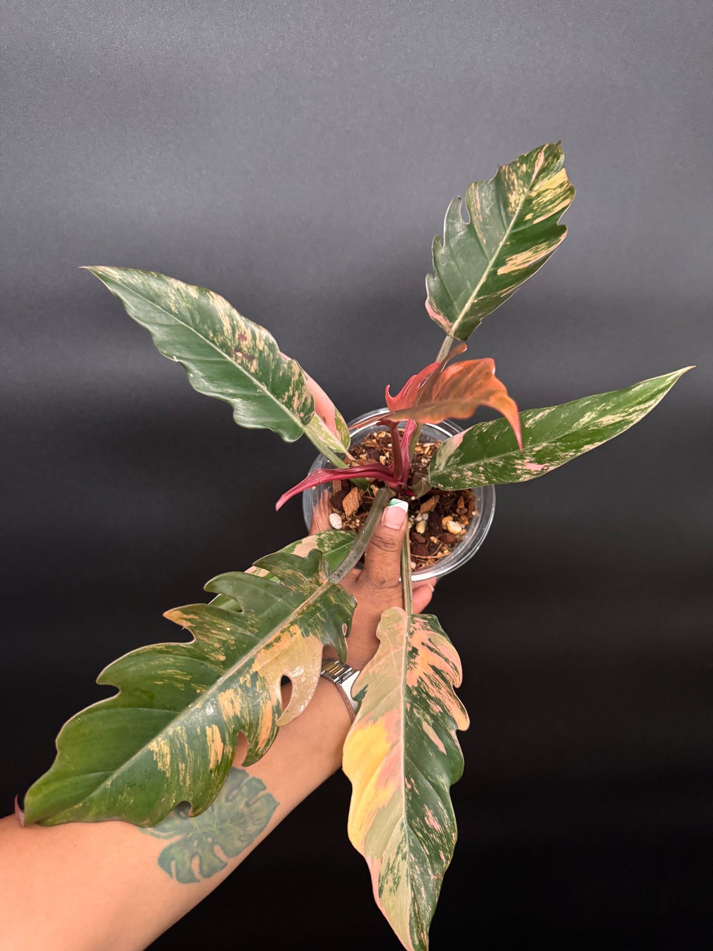 Variegated Caramel Marble