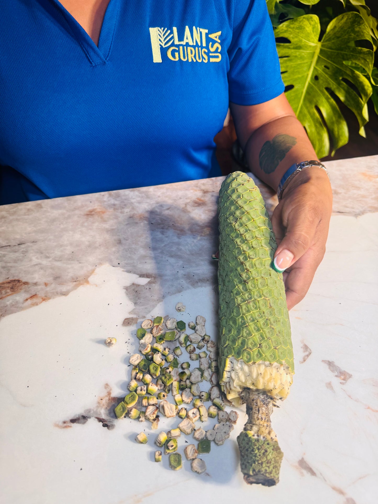 Monstera Deliciosa Fruit😋🍌