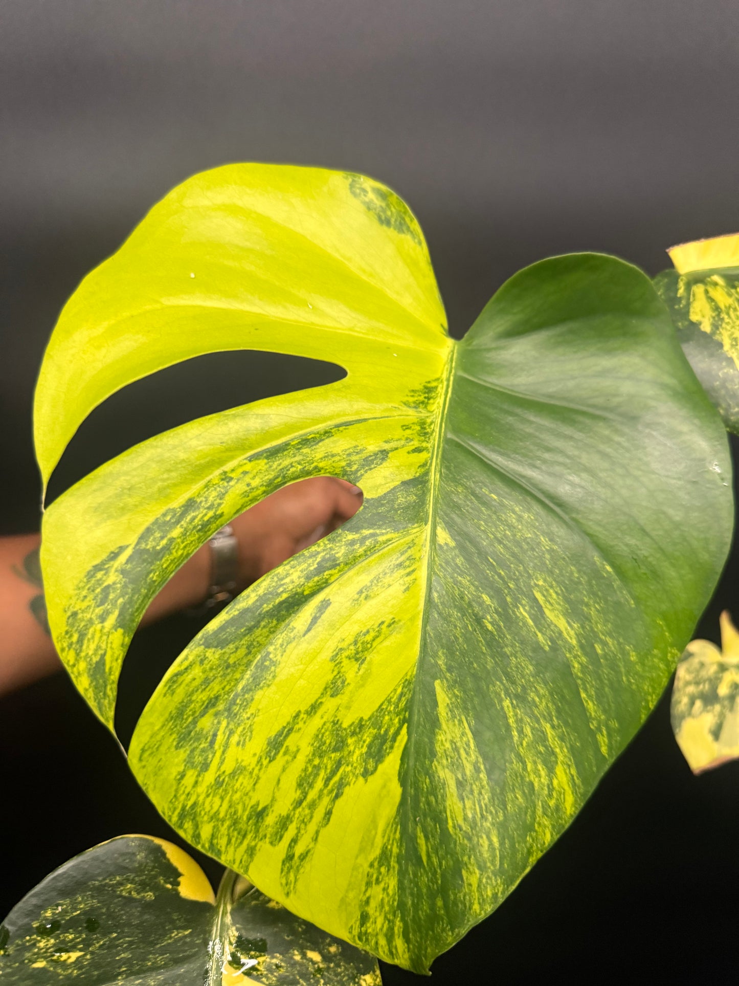Variegated Monstera deliciosa Aurea Large Form