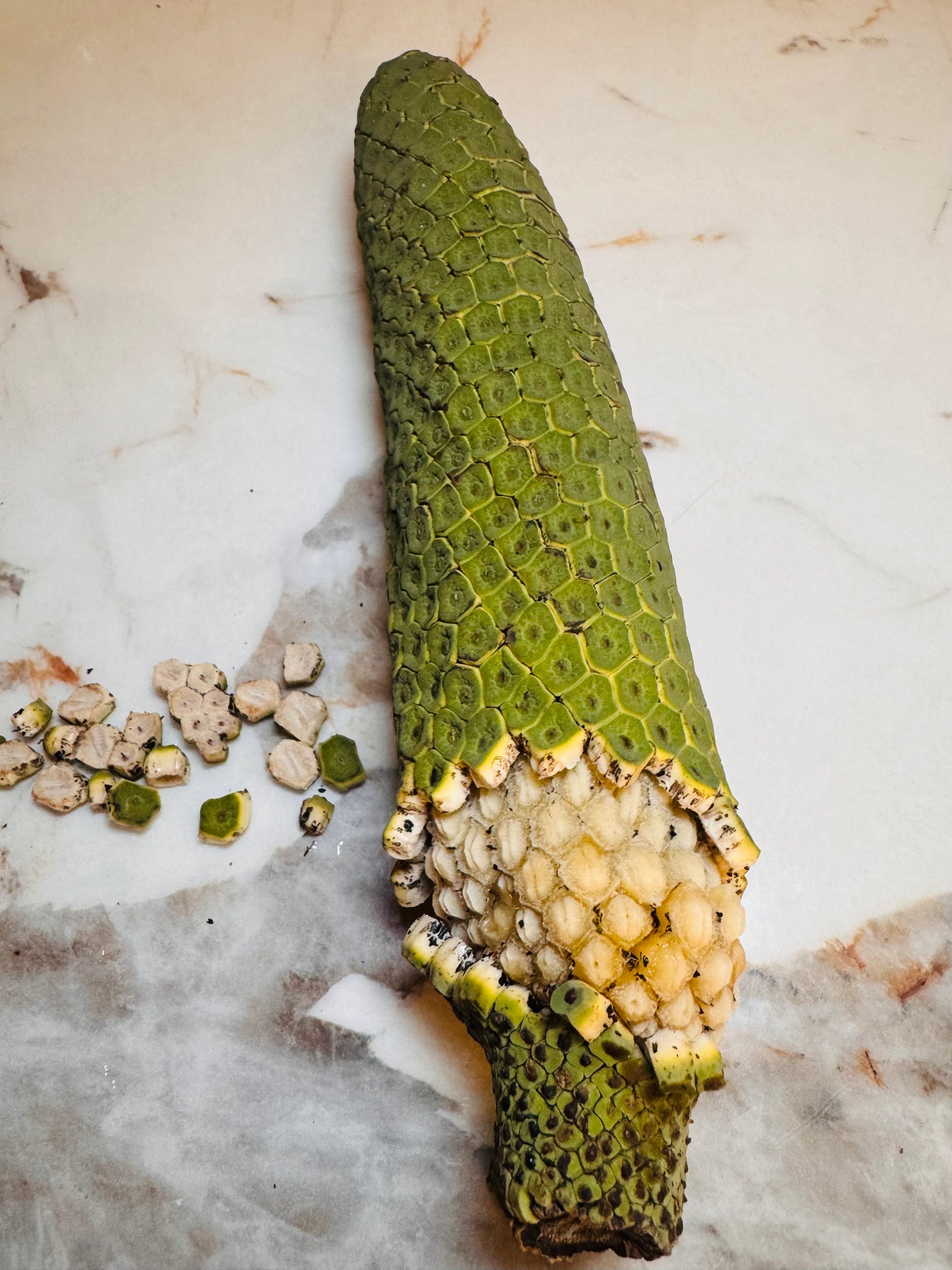 Monstera Deliciosa Fruit😋🍌