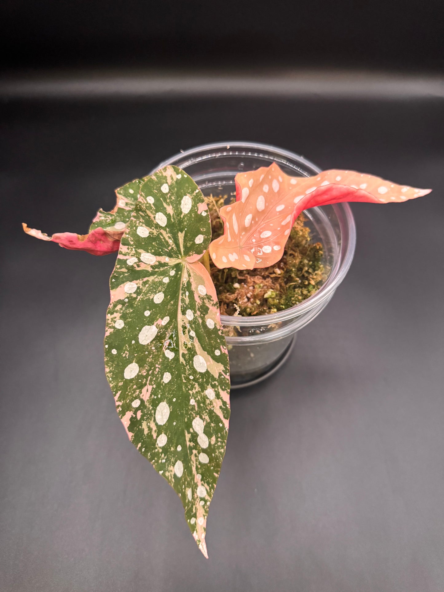 Pink Variegated Begonia Maculata