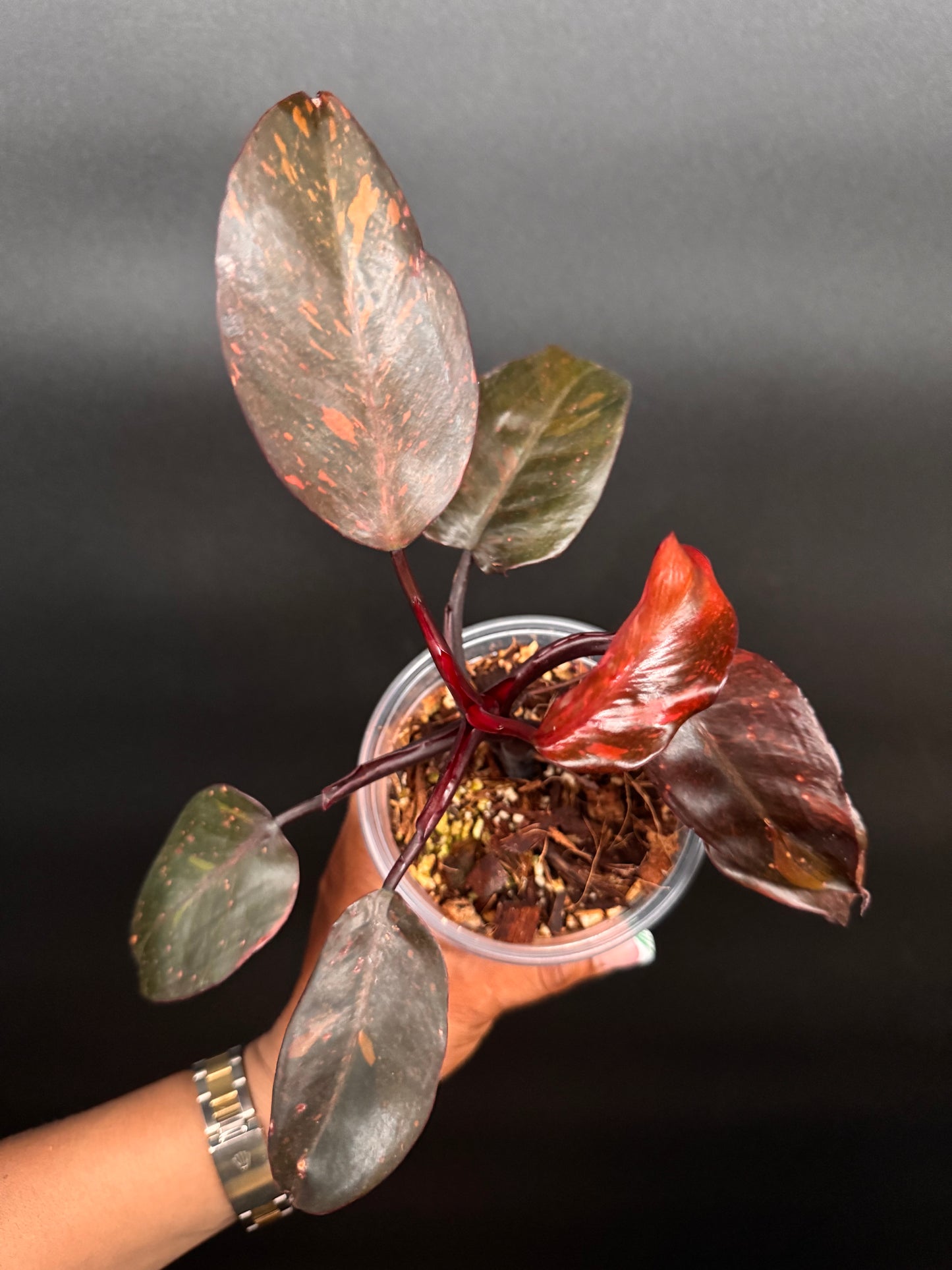 Variegated Orange Princess 👑