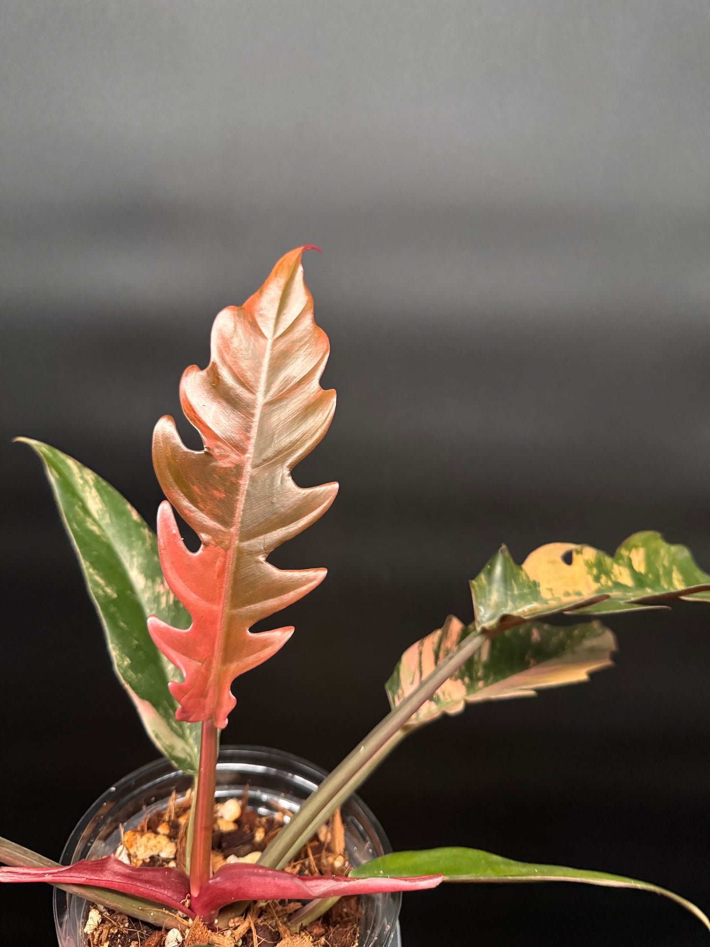 Variegated Caramel Marble