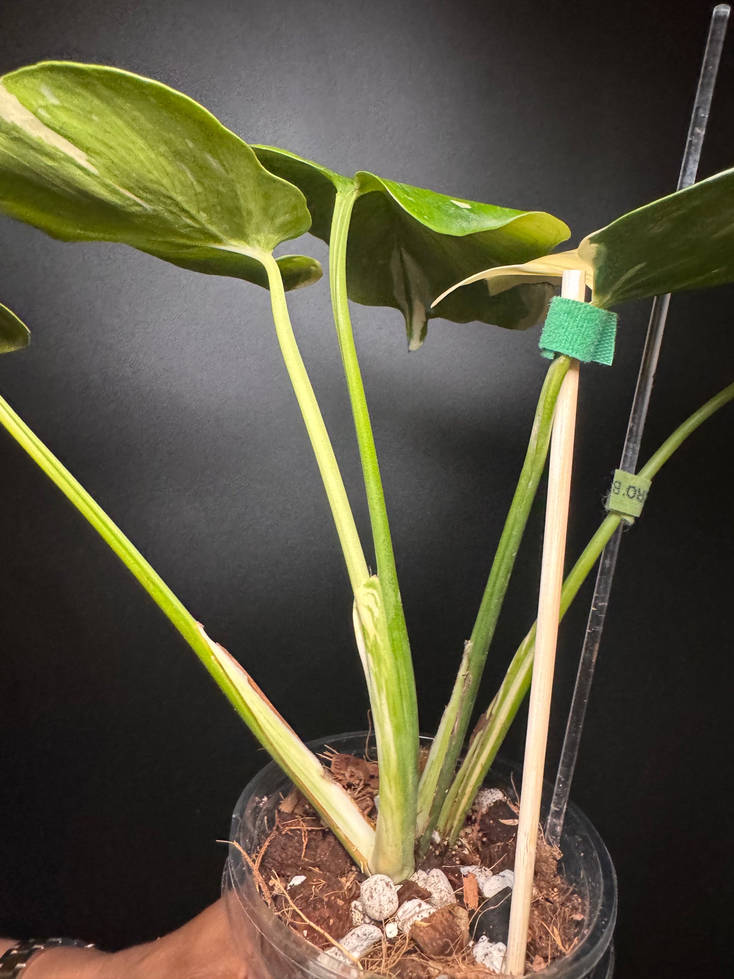 Introducing the new Monstera Batman only 1 available in the US🪴🦄