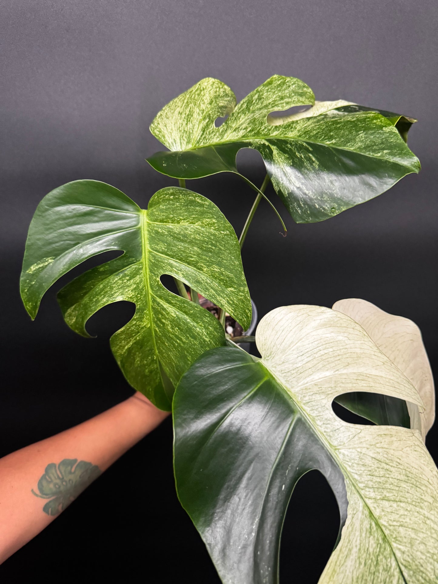 Highly Variegated Monstera Mint Noid