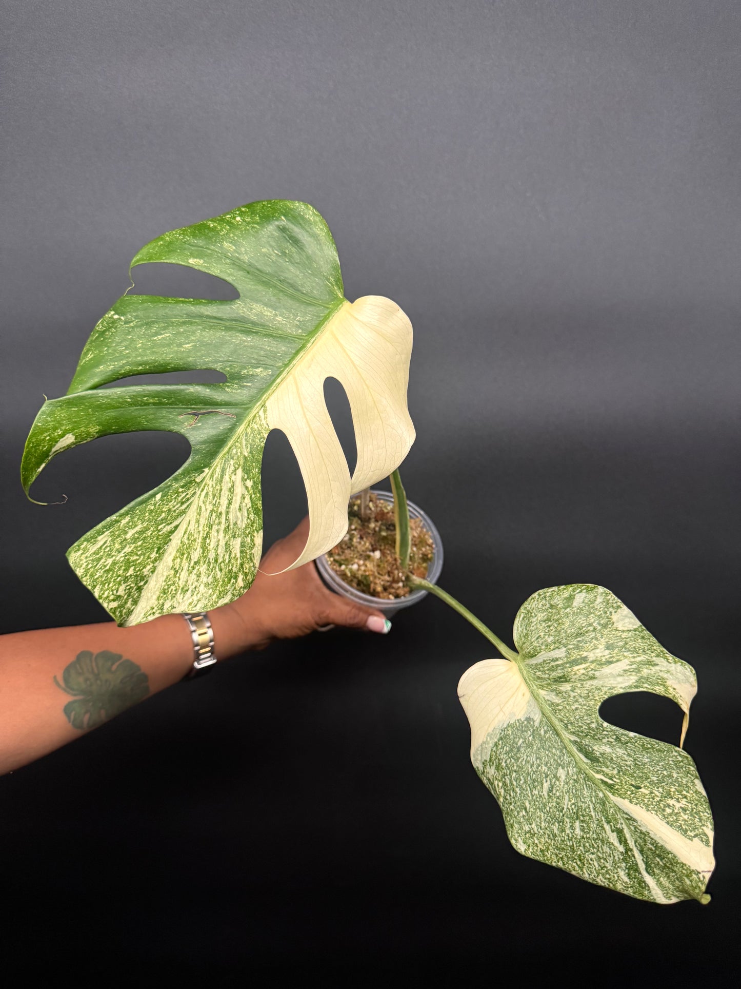 🪴🦄Variegated Monstera Platinum