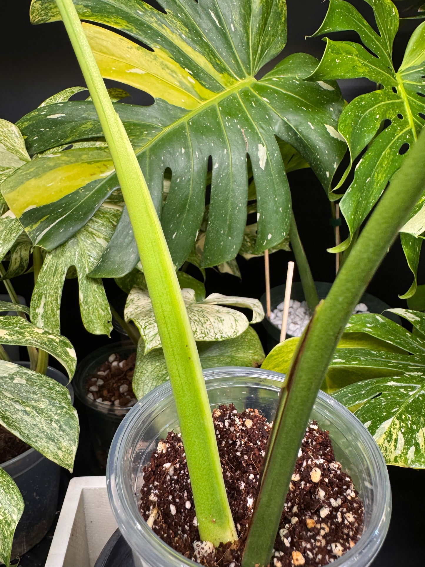 Rare Monstera Litgh Lime