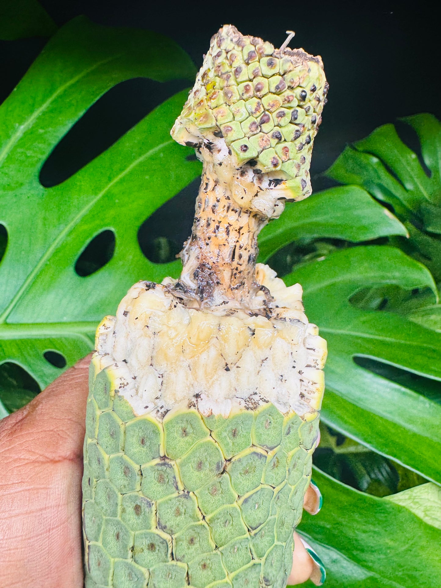 Monstera Deliciosa Fruit😋🍌