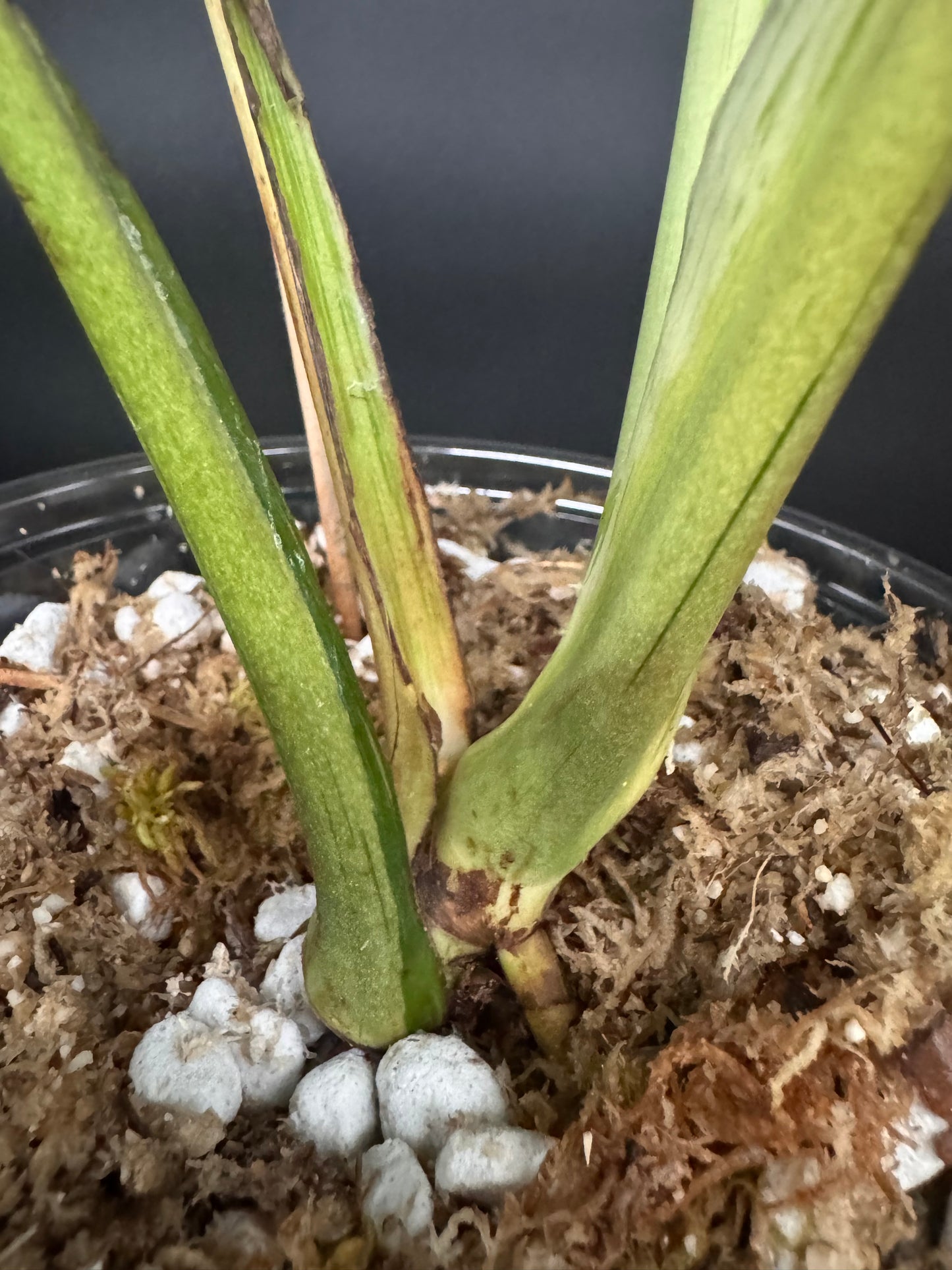 Variegated Monstera Bulbasaur πͺ΄π¦