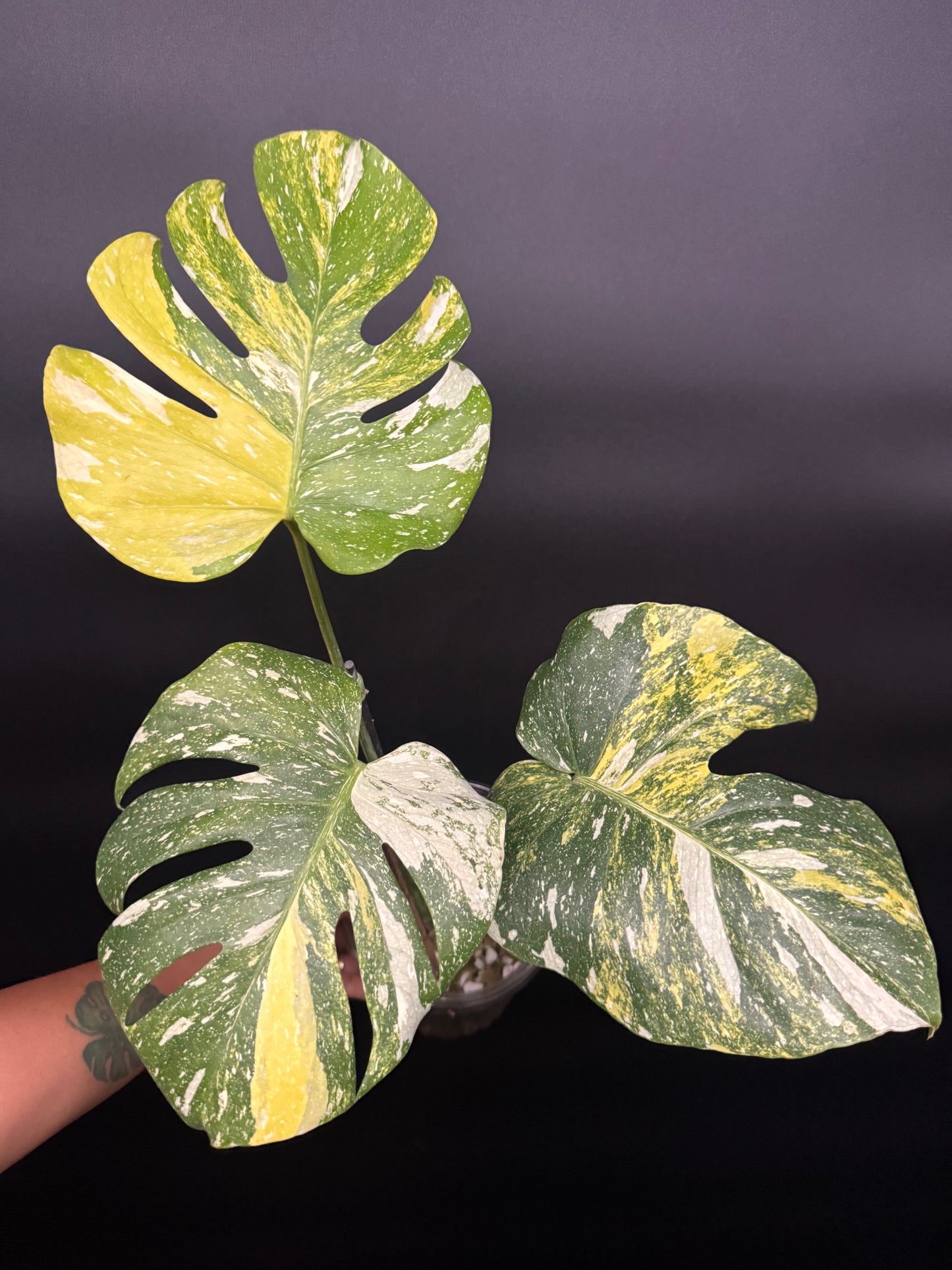 Ultra rare monstera miracle🪴🦄