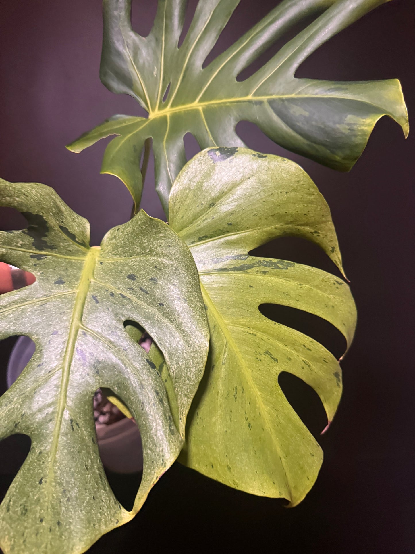 Variegated Monstera Shamrock Shake