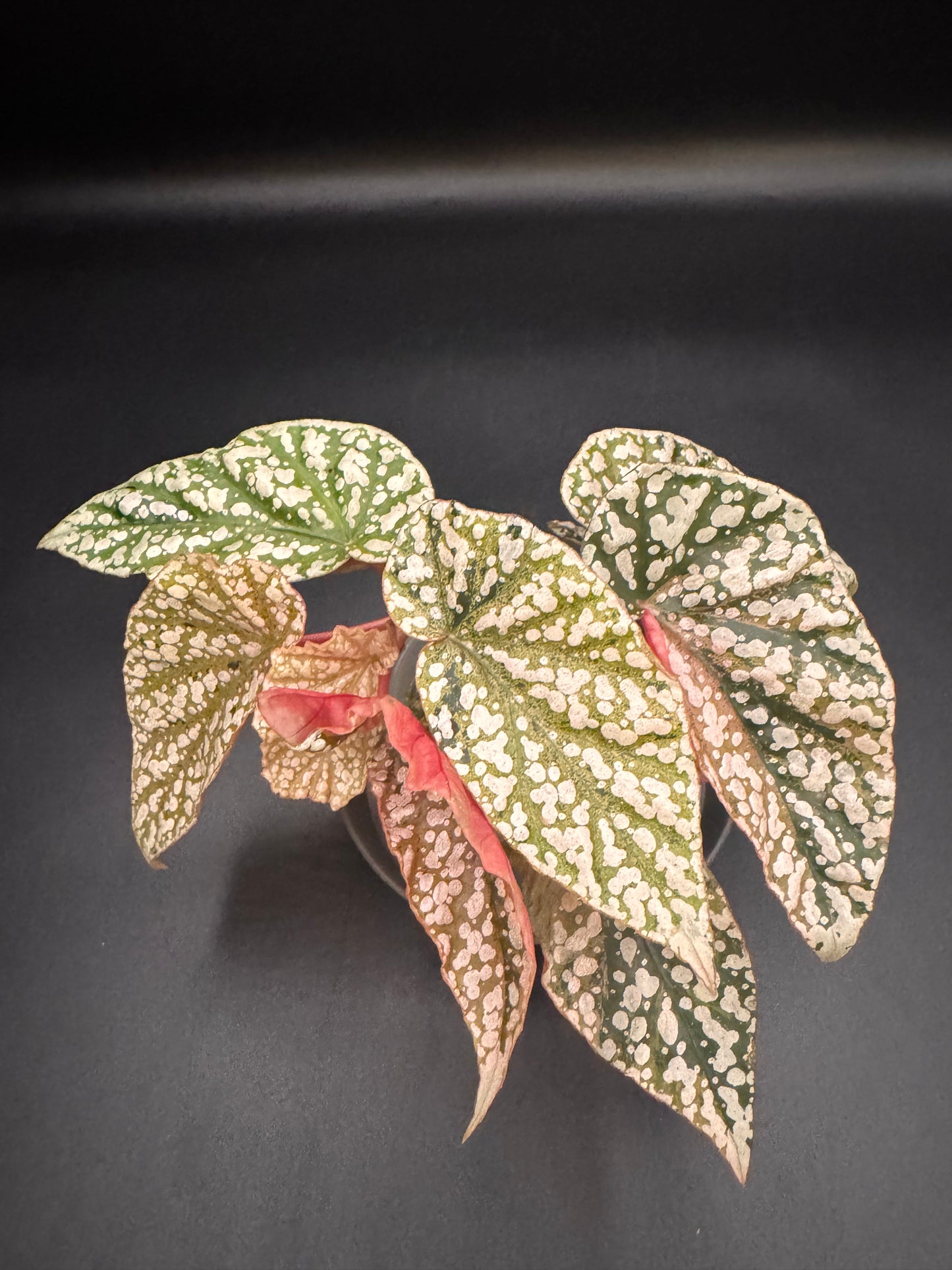 Pink Variegated Begonia Snow Capped