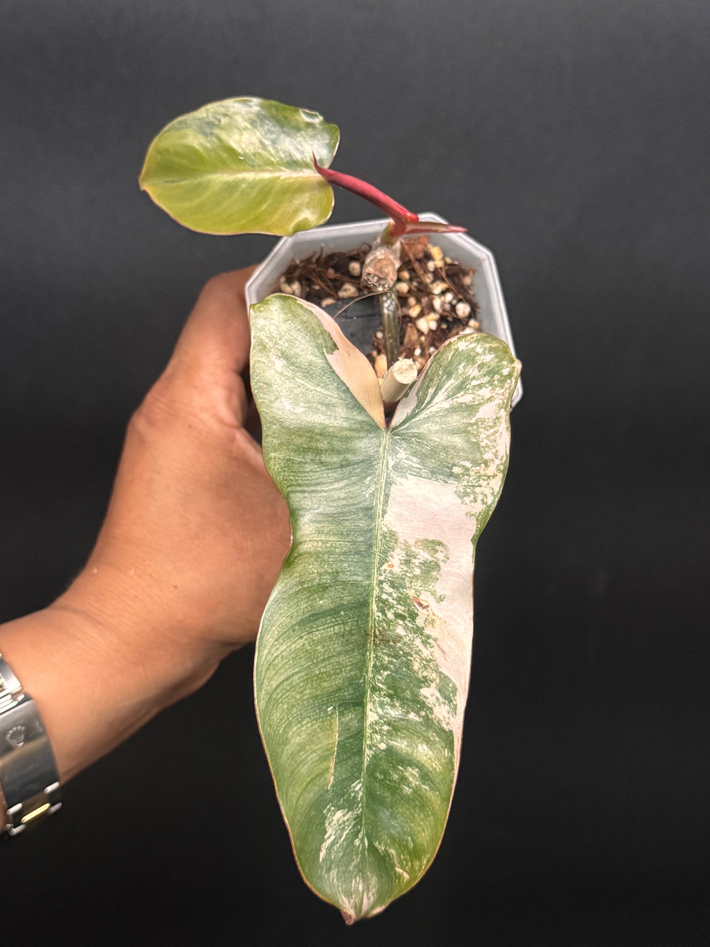 🔥🪴🦄🦄Super rare philodendron brown beauty