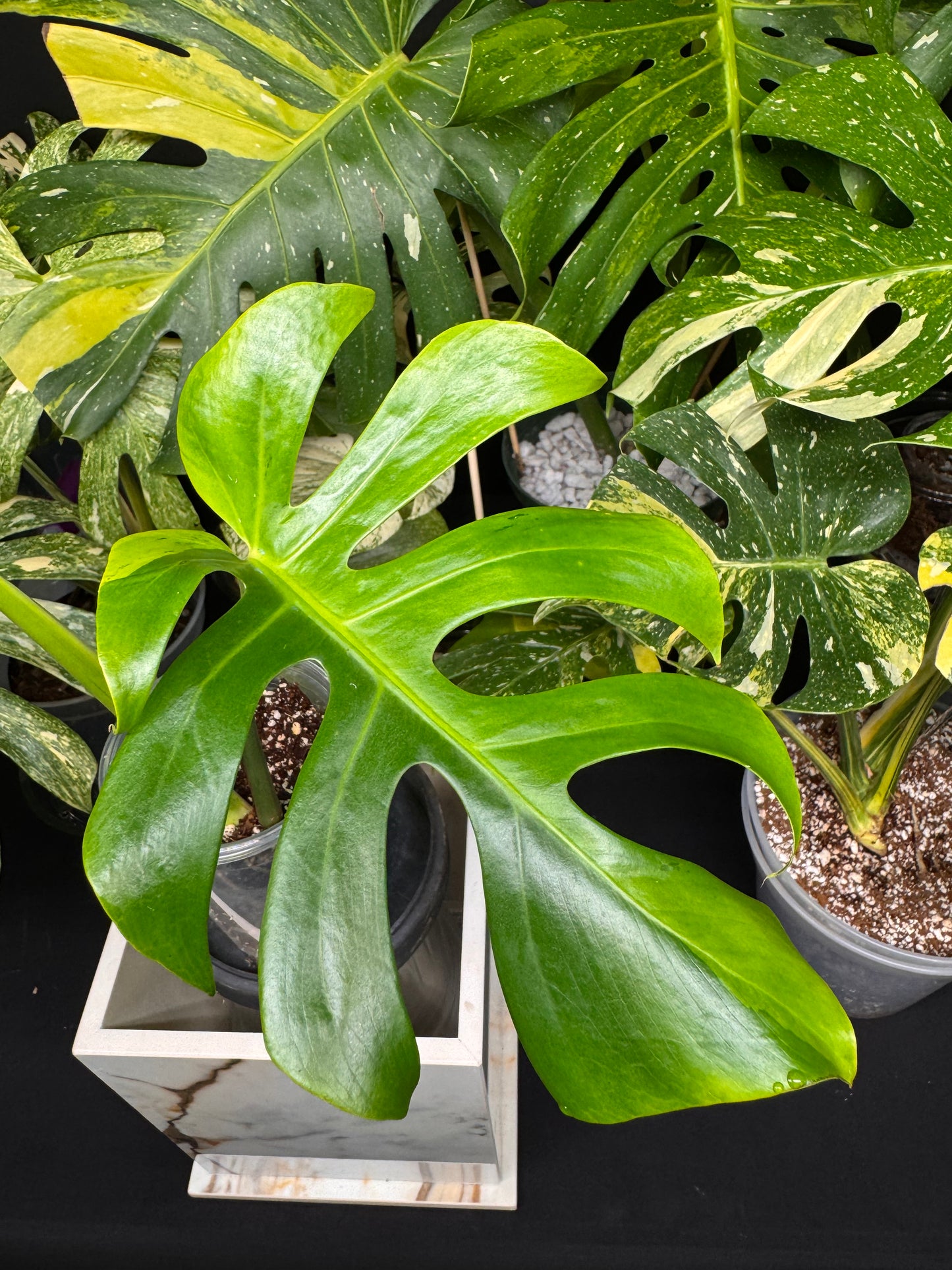 Rare Monstera Litgh Lime
