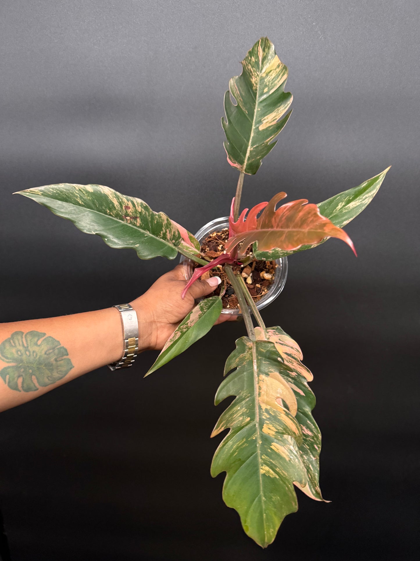 Variegated Caramel Marble