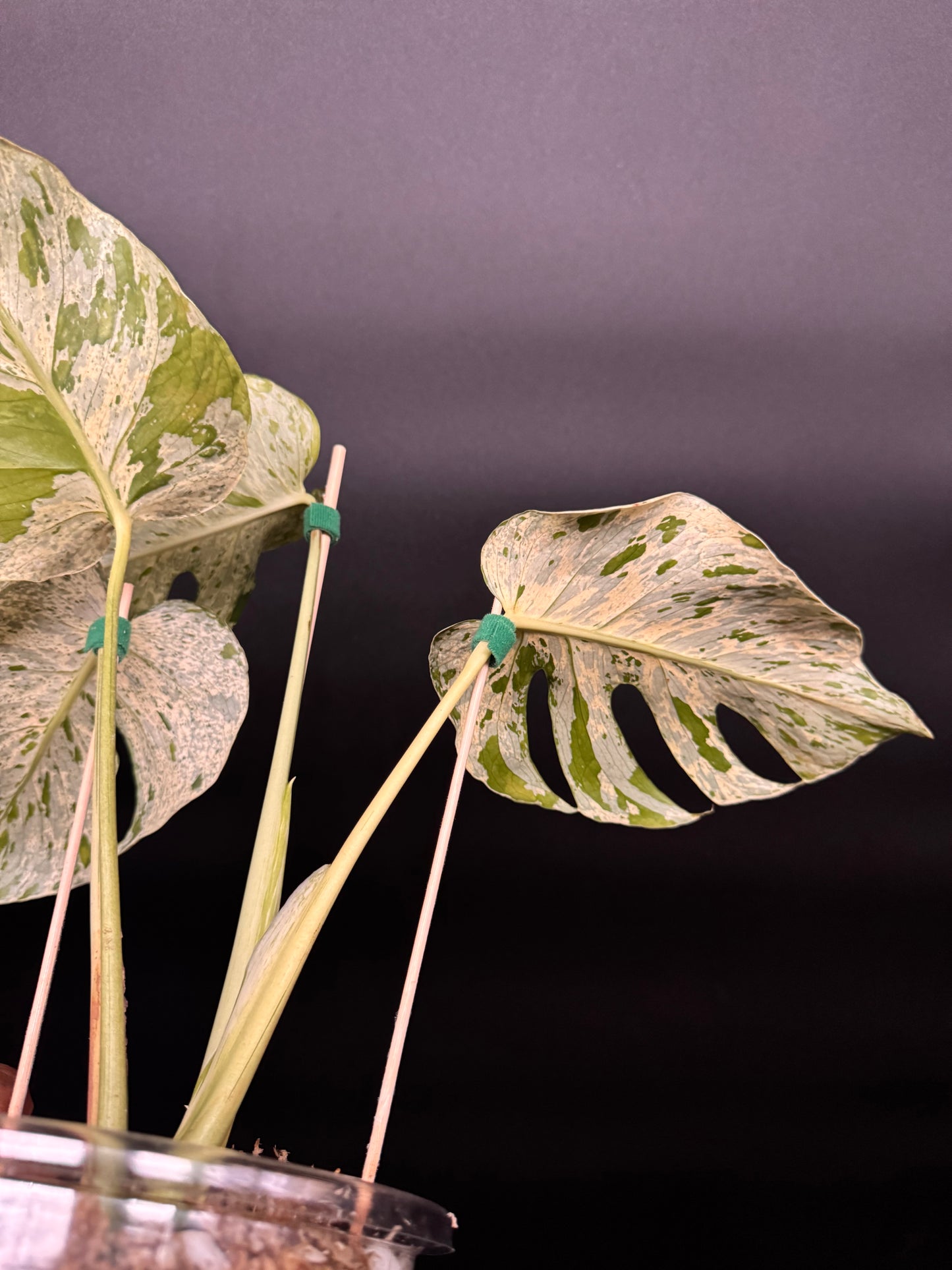 Variegated Monstera Bulbasaur πͺ΄π¦