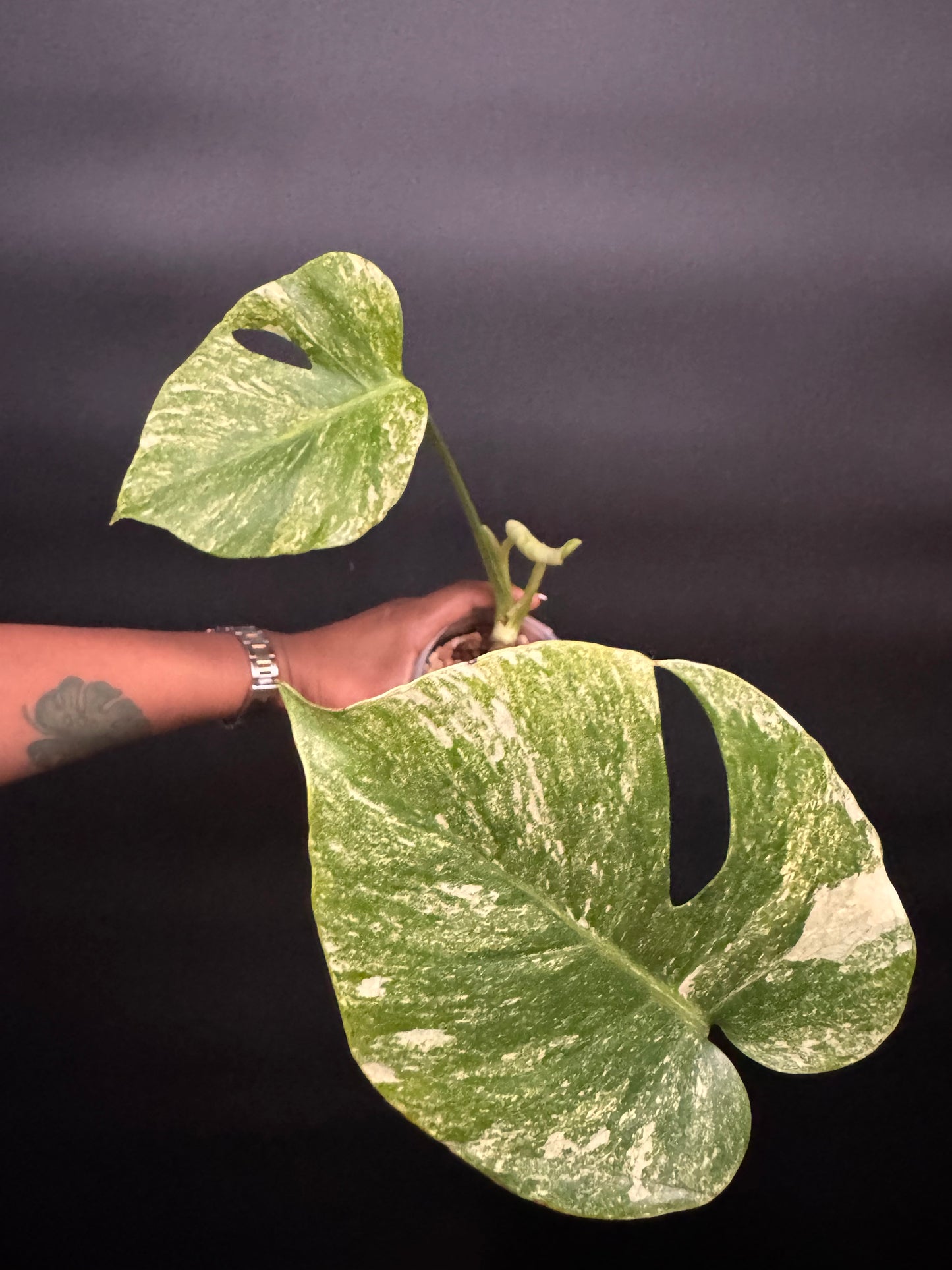 Variegated Monstera Mint Large form