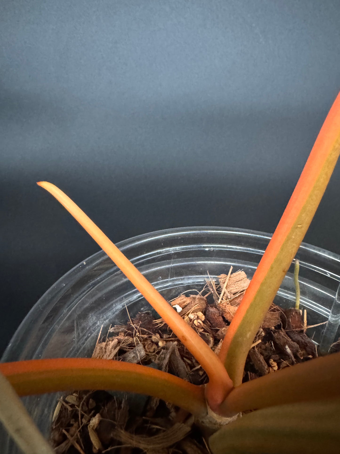 Variegated Philodendron Billietiae Full Mother Plant