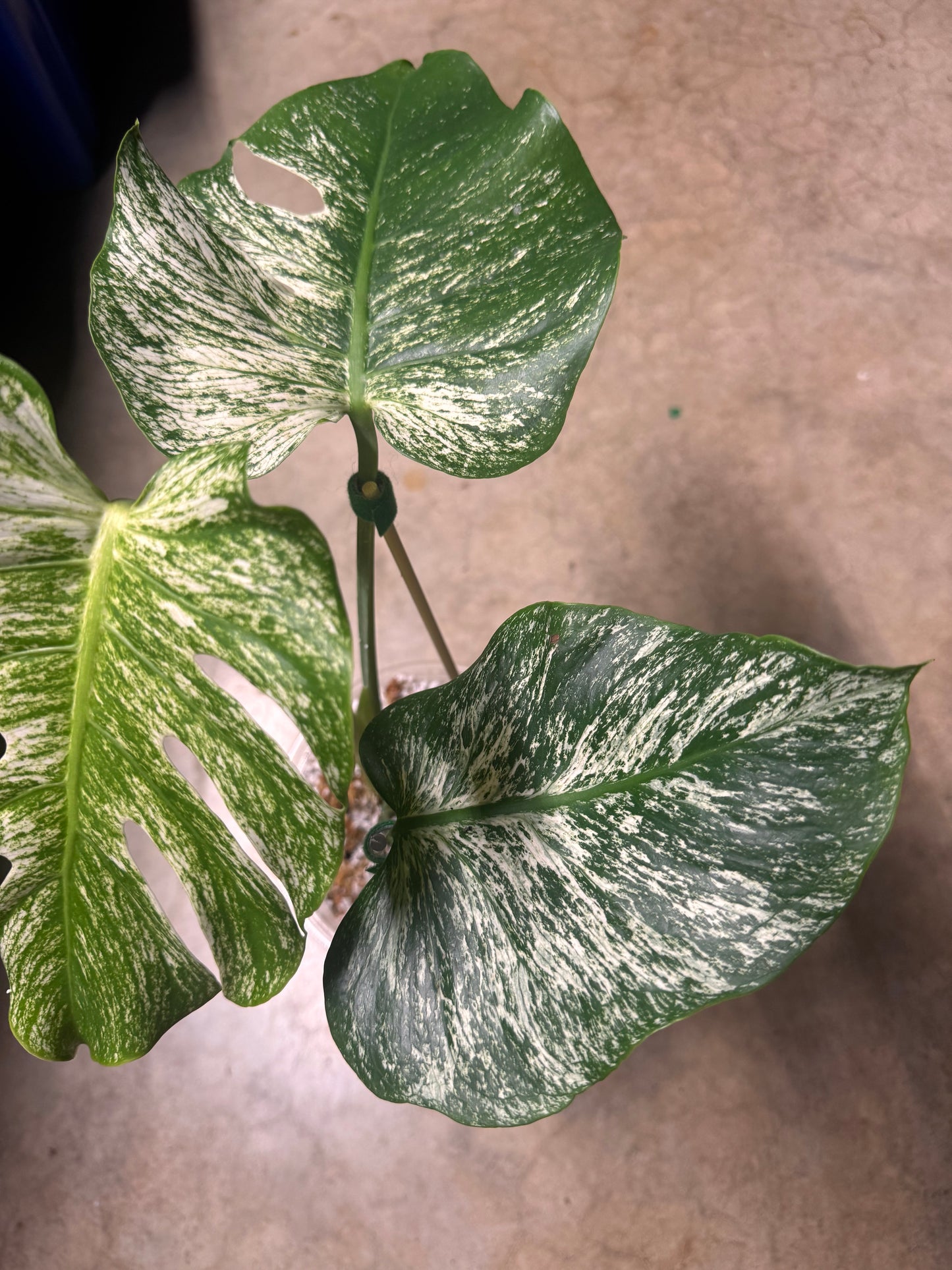 Devil Monster Monstera😮💨🪴🦄