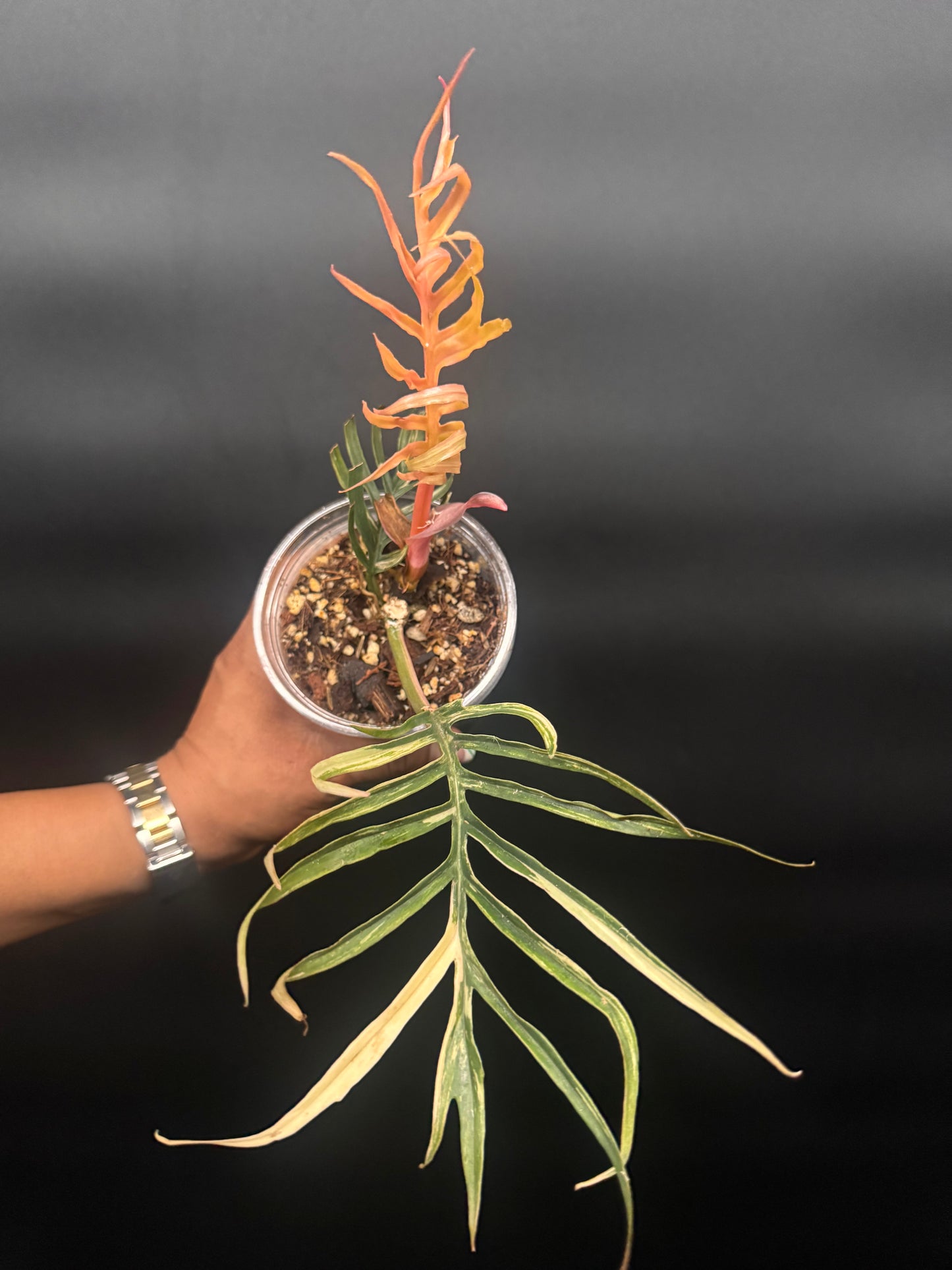 Variegated Tortum 🪴🦄