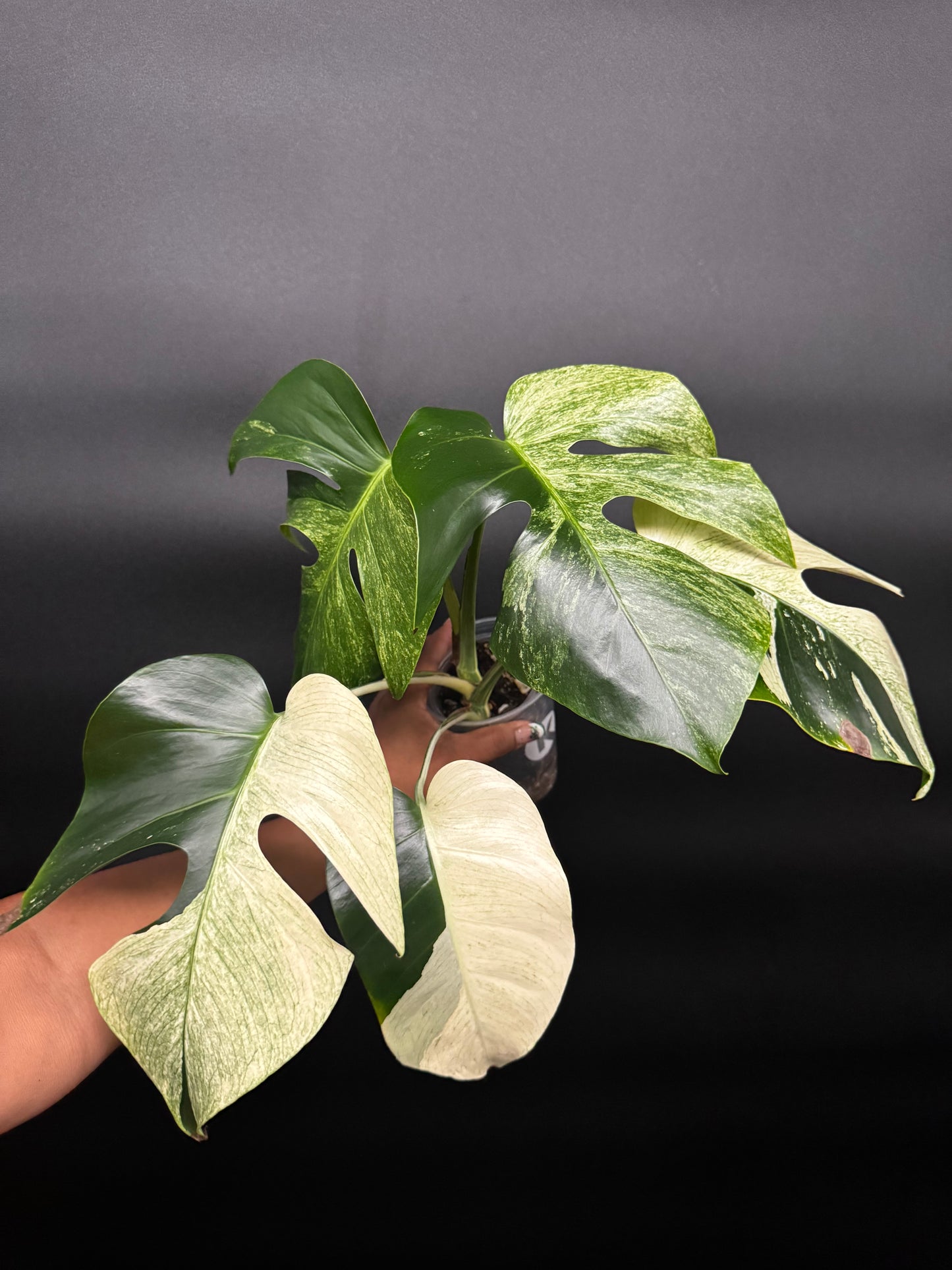 Highly Variegated Monstera Mint Noid