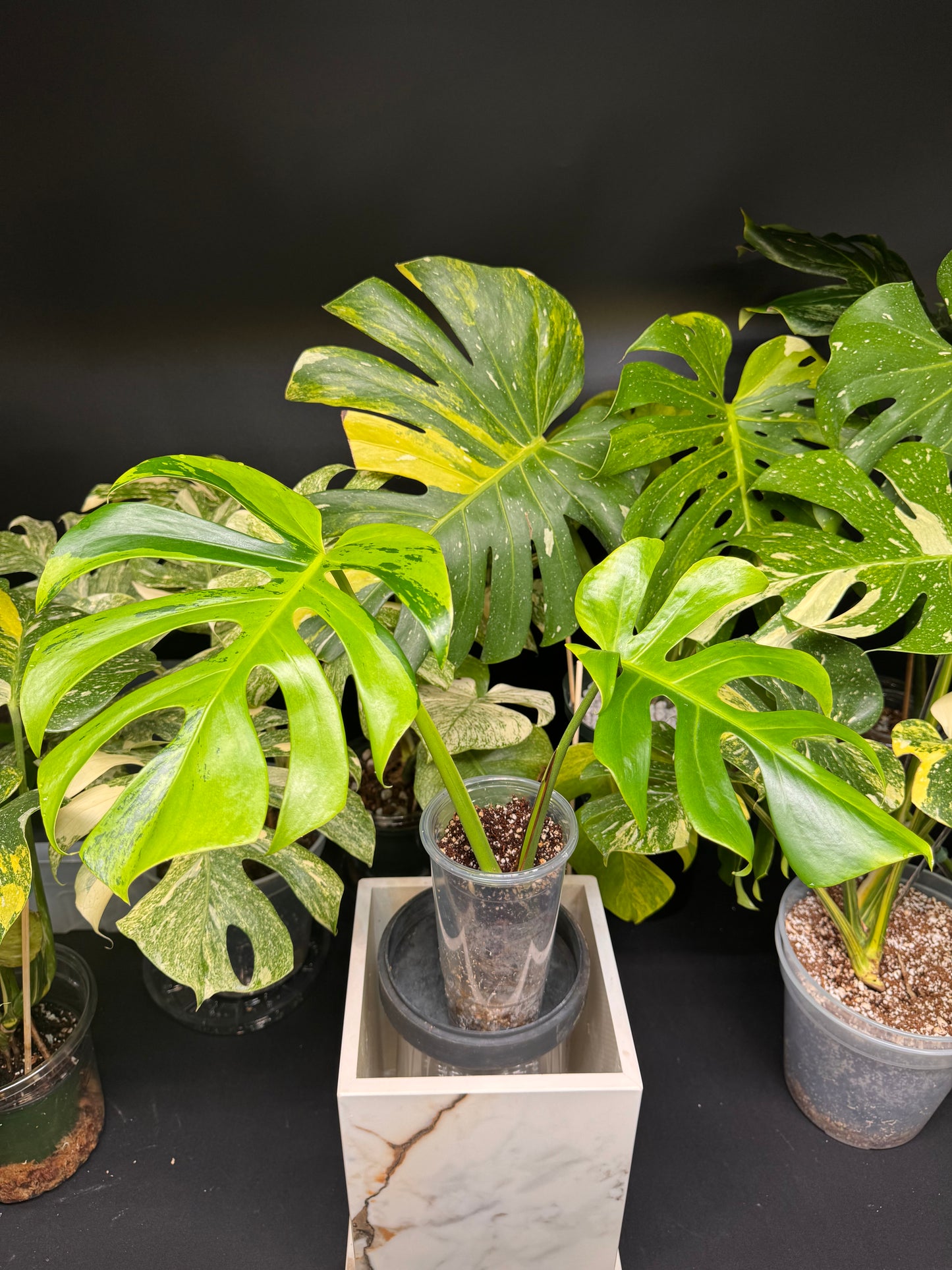 Rare Monstera Litgh Lime