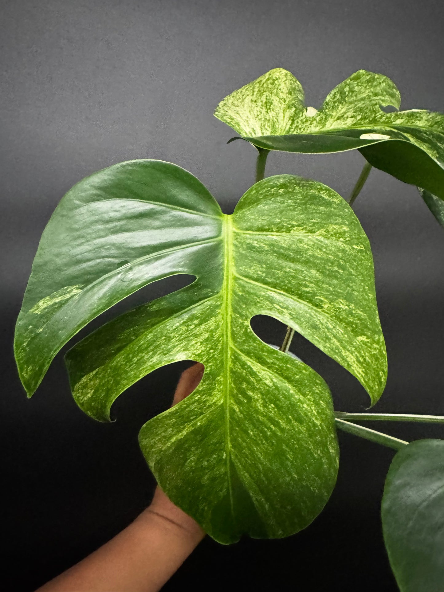 Highly Variegated Monstera Mint Noid