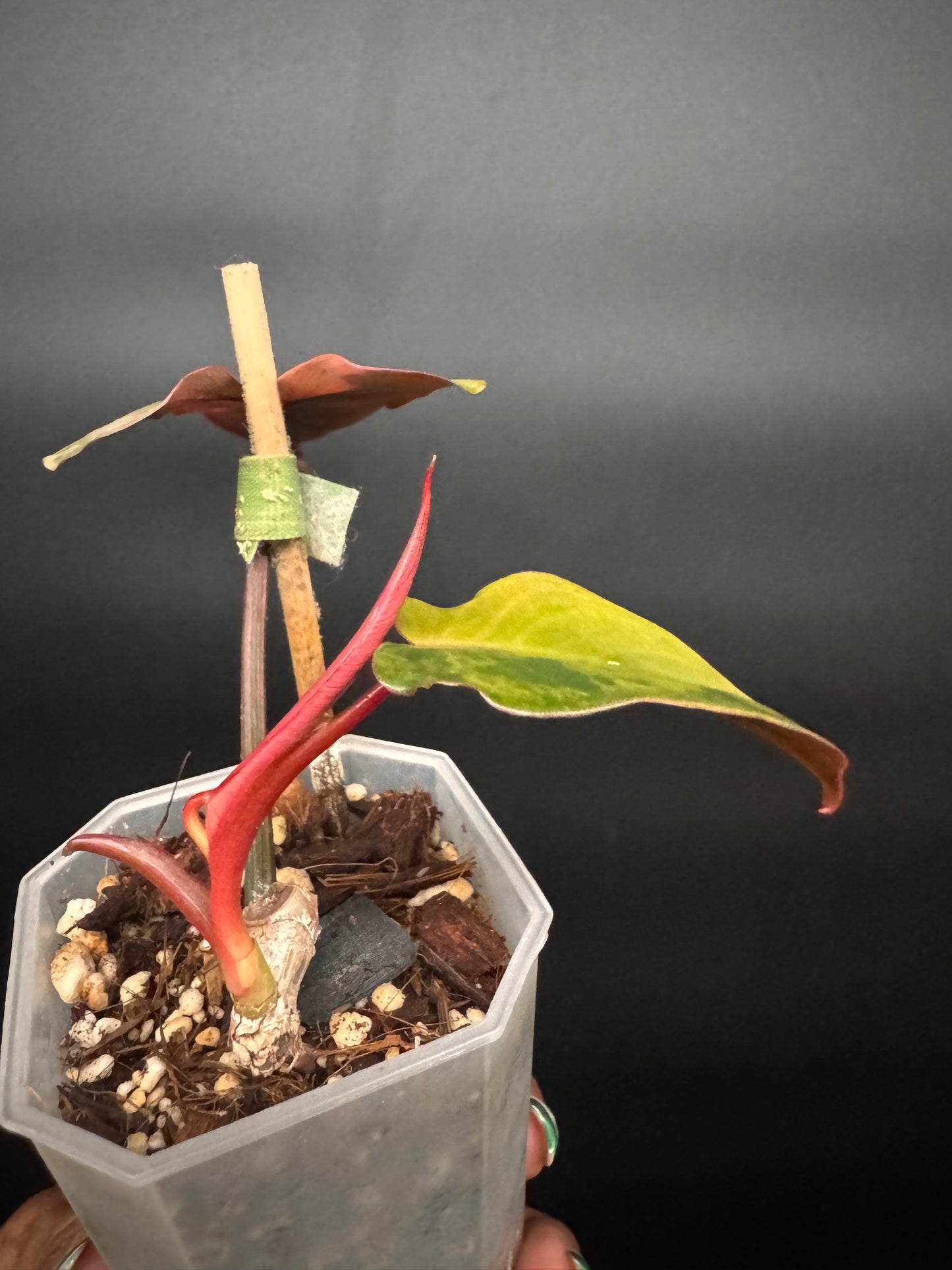 🔥🪴🦄🦄Super rare philodendron brown beauty
