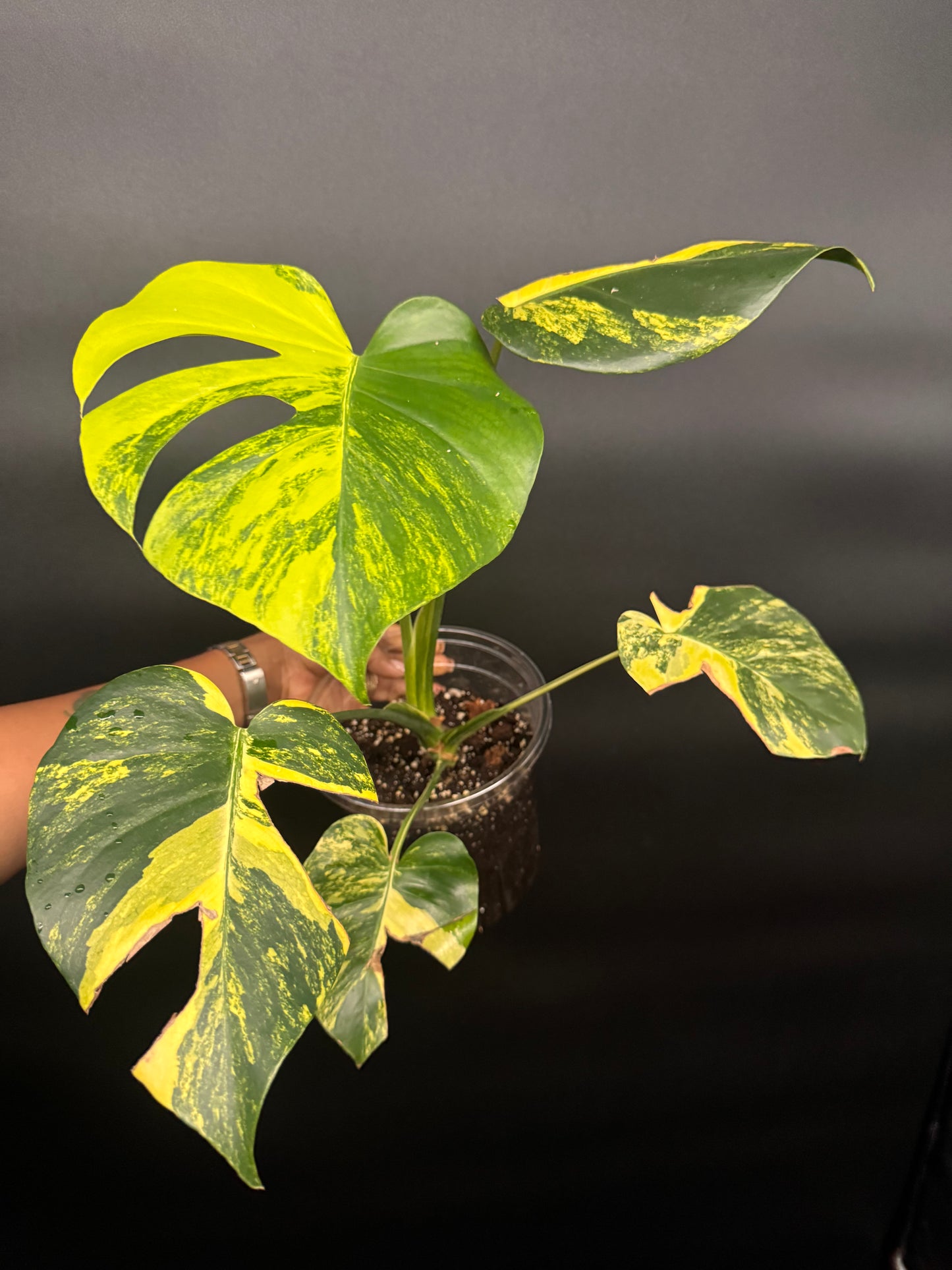 Variegated Monstera deliciosa Aurea Large Form