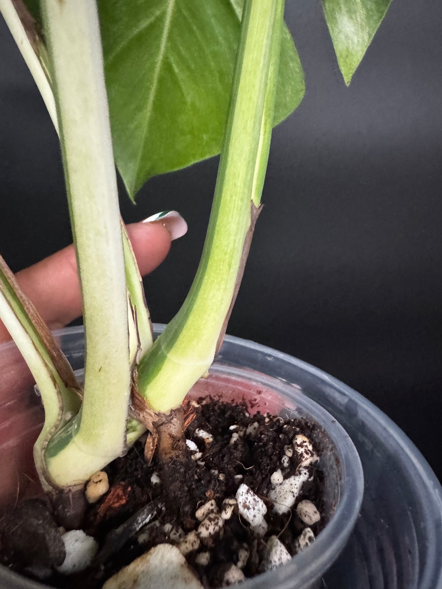 Highly Variegated Monstera Mint Noid