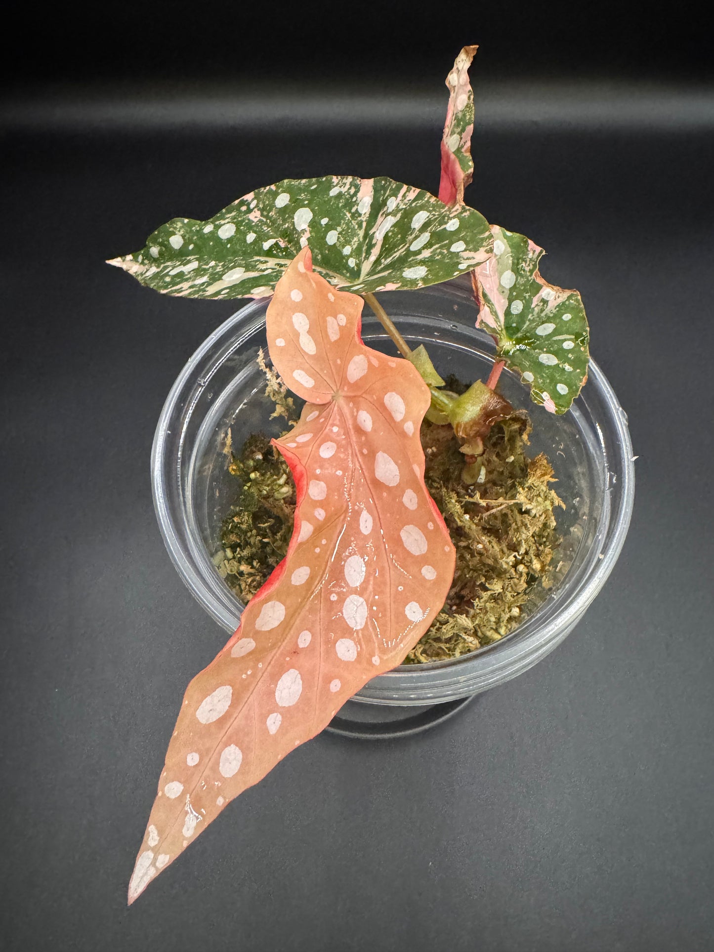 Pink Variegated Begonia Maculata